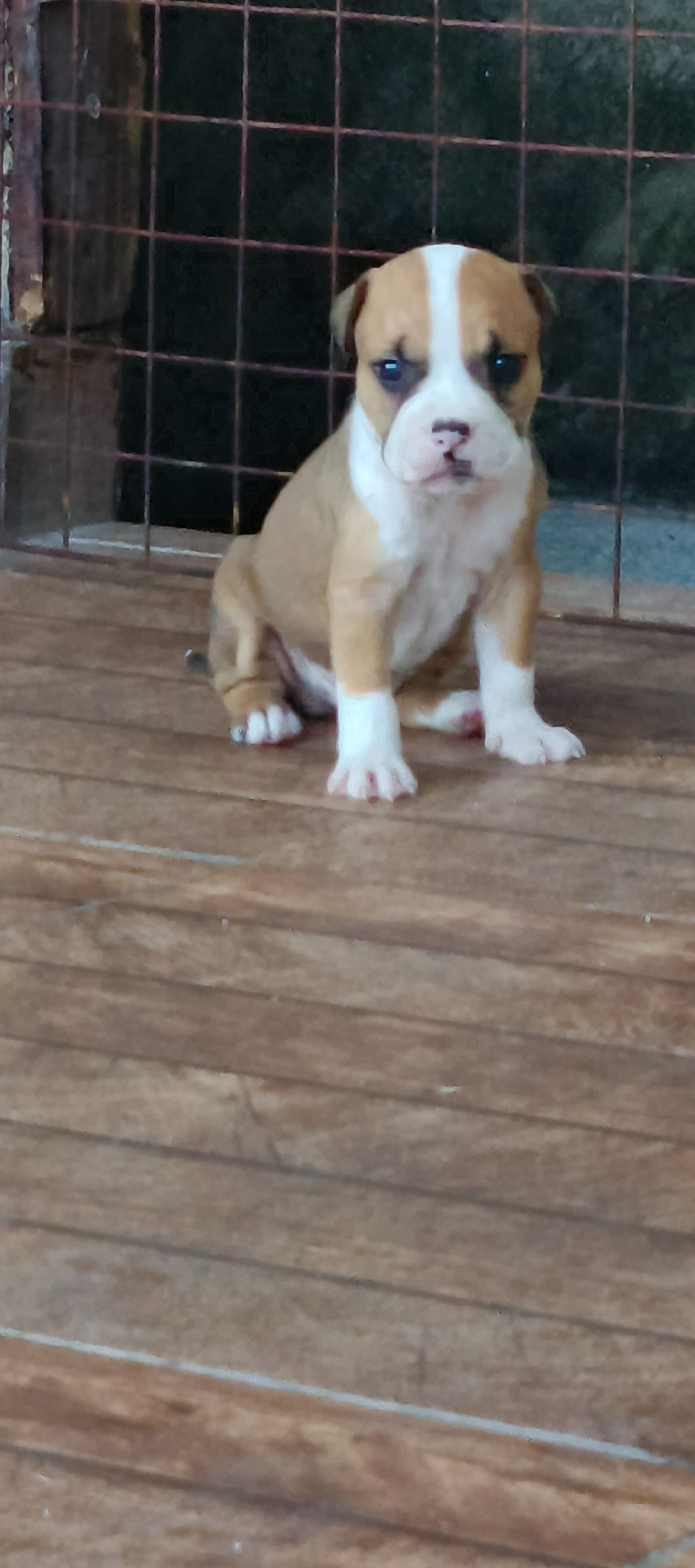 Filhotes American pitbull - Foto 4
