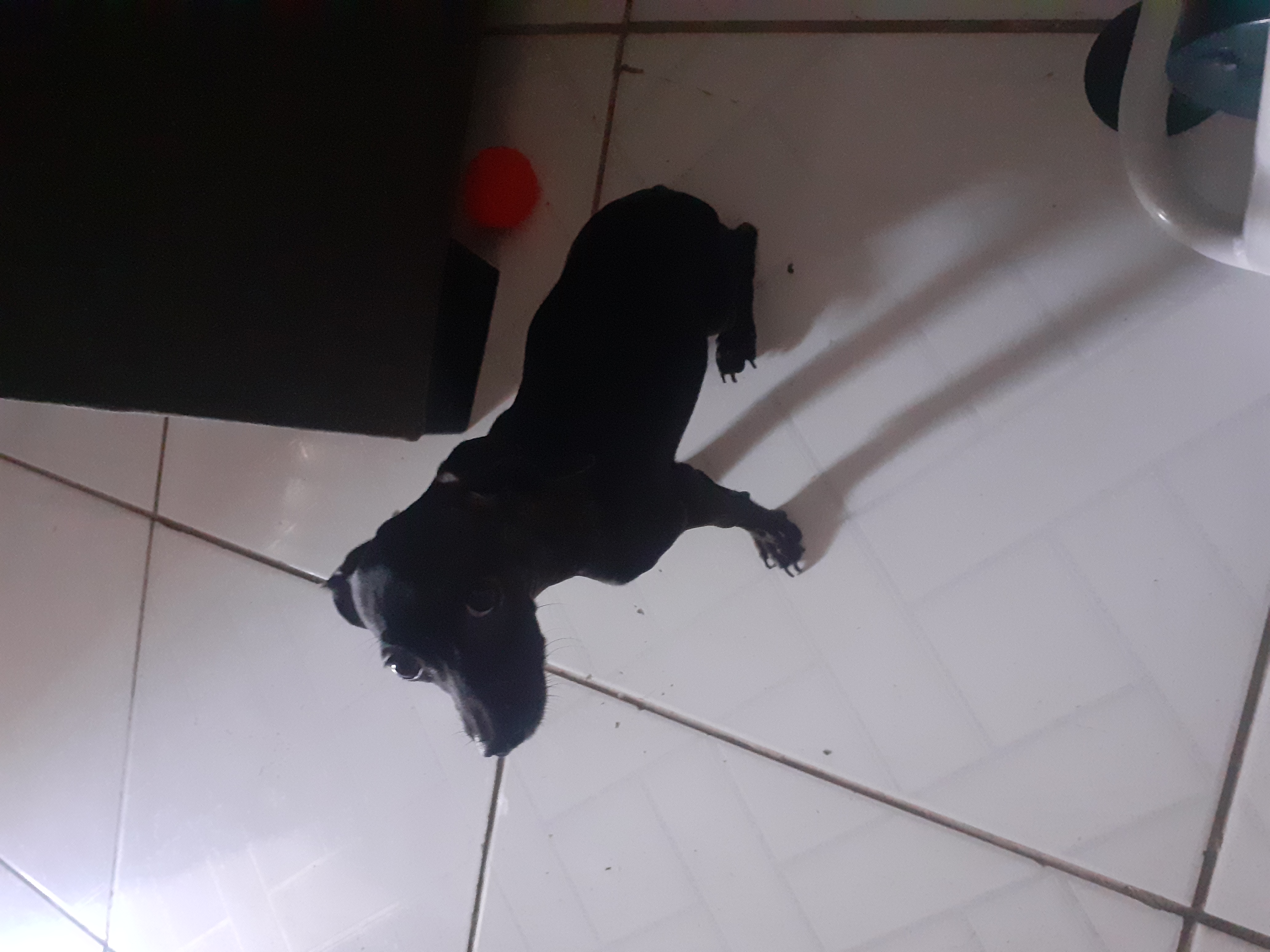 Pinsher 1 - Foto 1