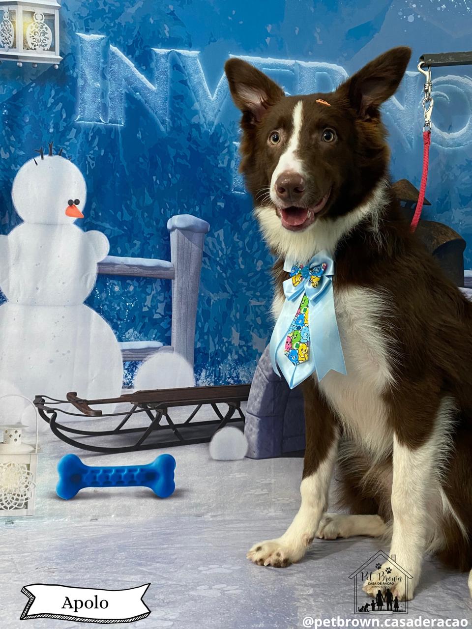 Border Collie - Foto 1