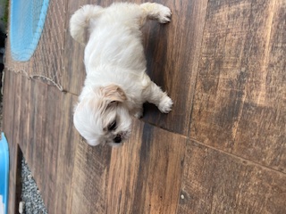 Shih Tzu - Foto 3