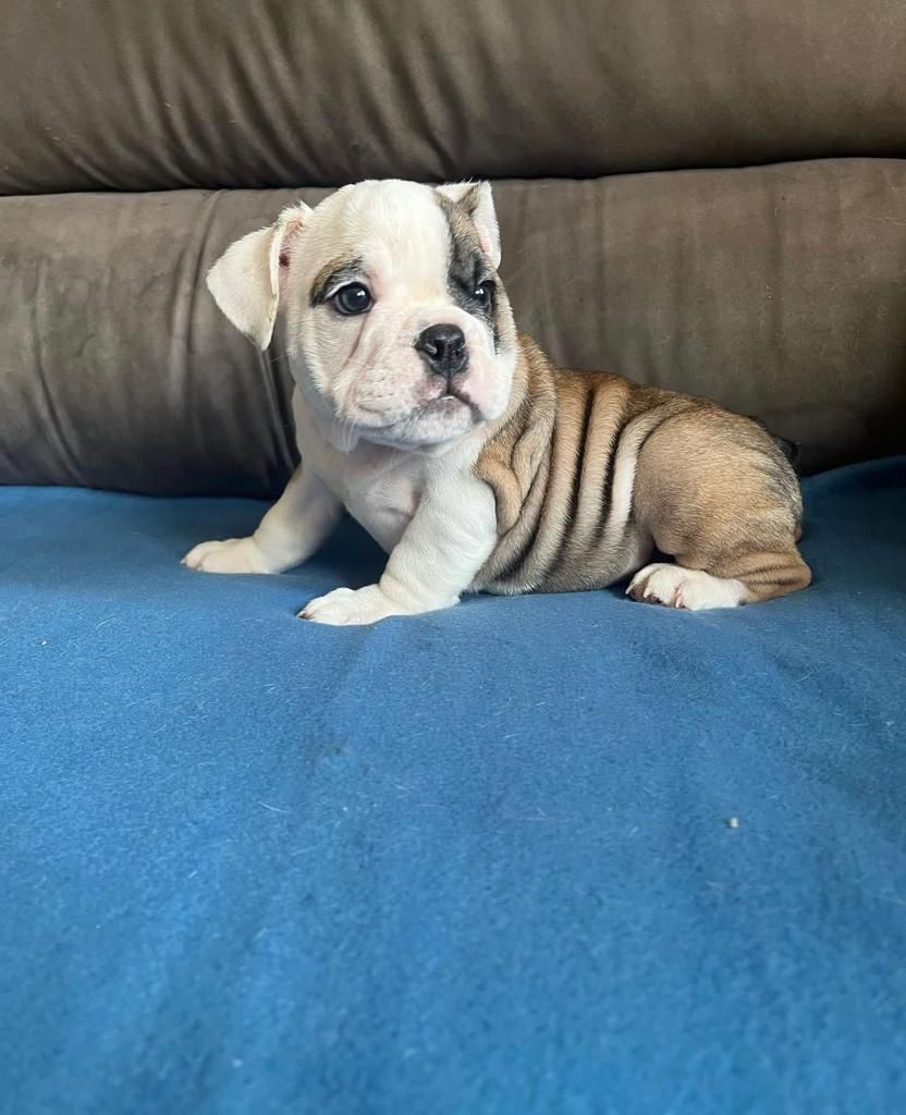Buldogue Inglês ninhada disponível macho e fêmea - Foto 2