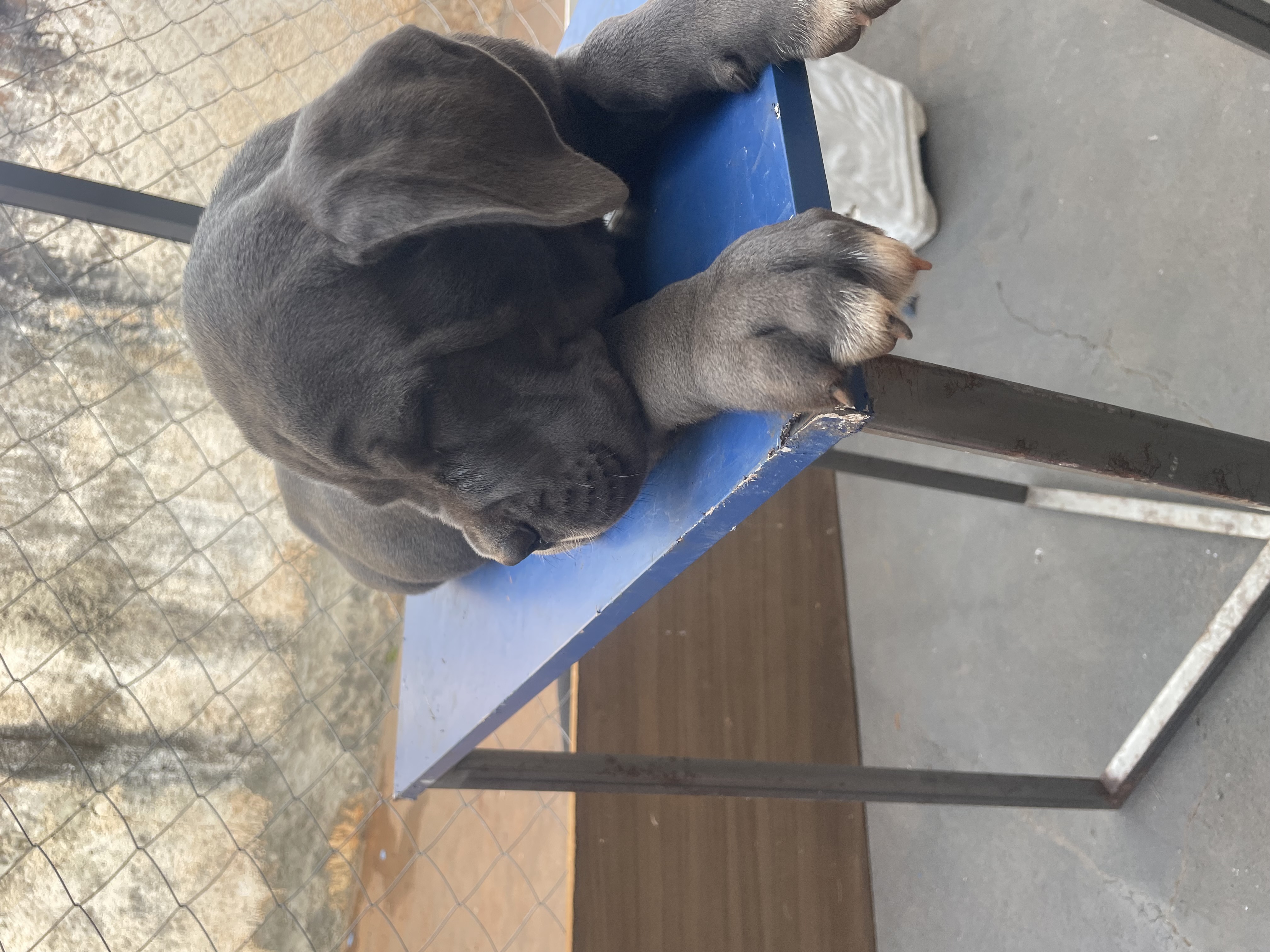 Macho e fêmea de Cane Corso - Foto 3