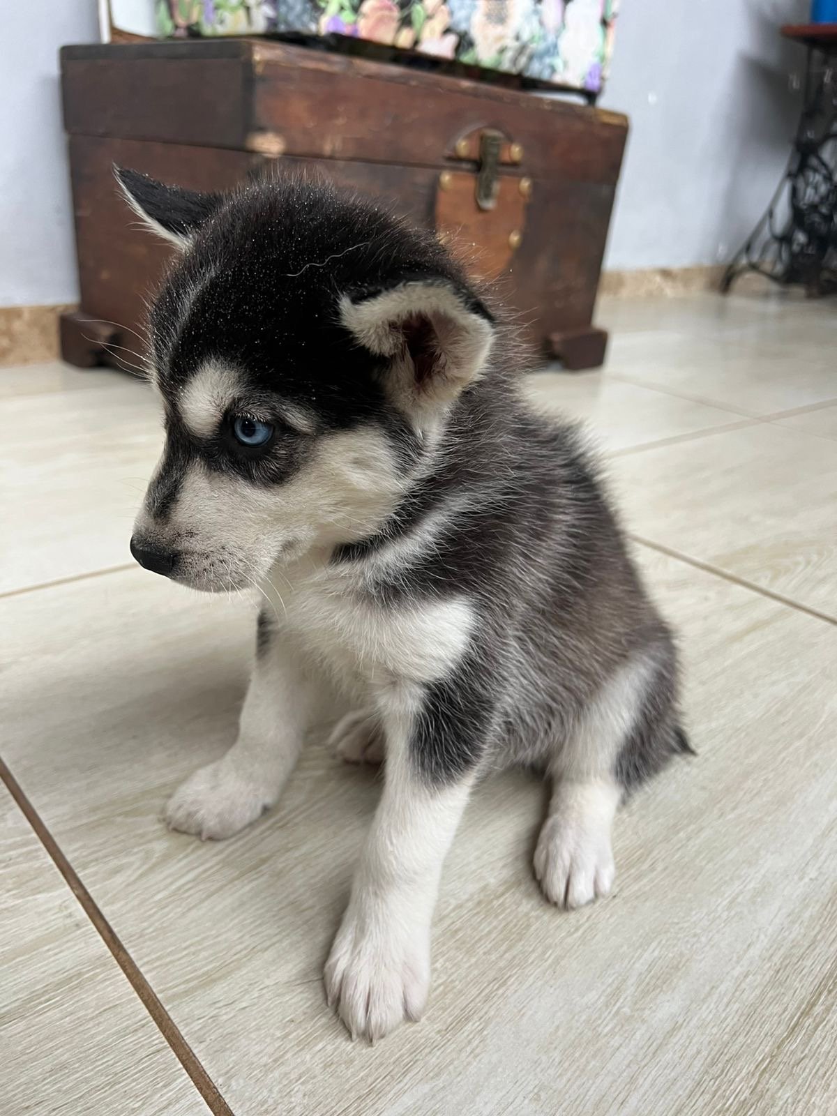 Filhotes husky siberiano - Foto 4