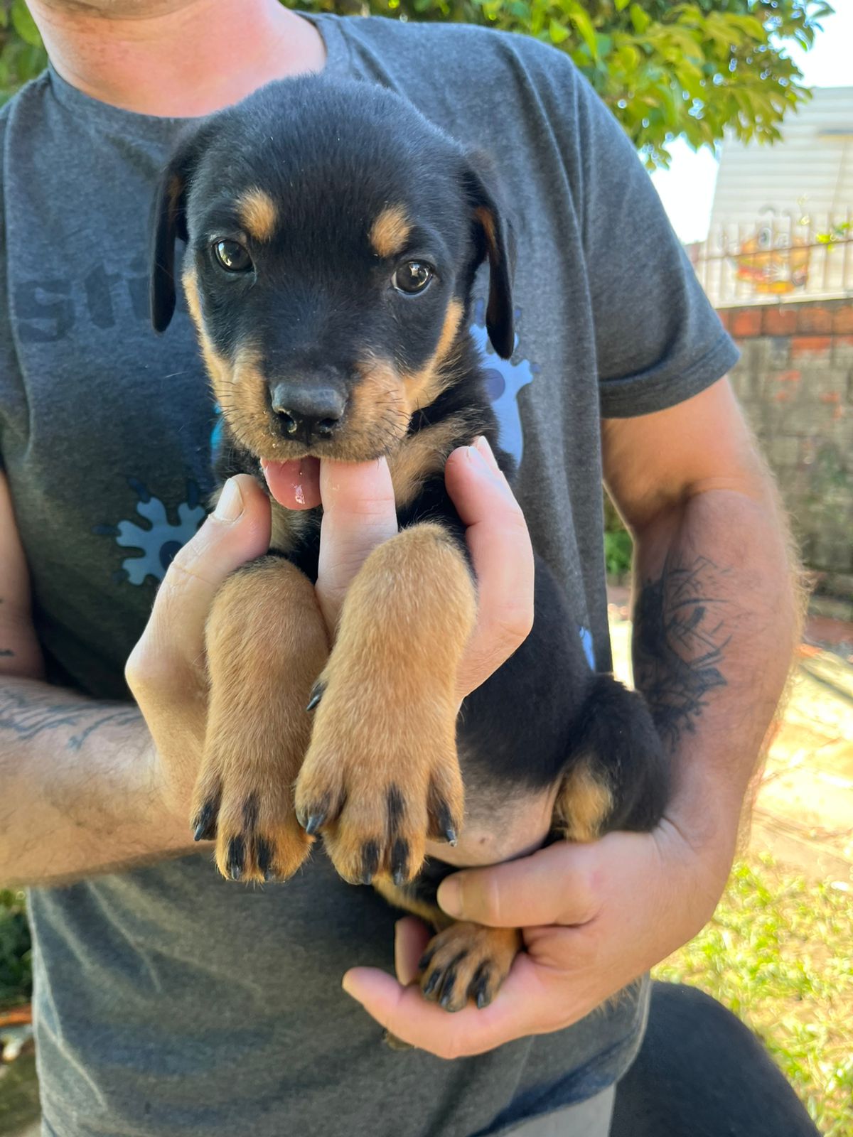 Rottweiler - Foto 2