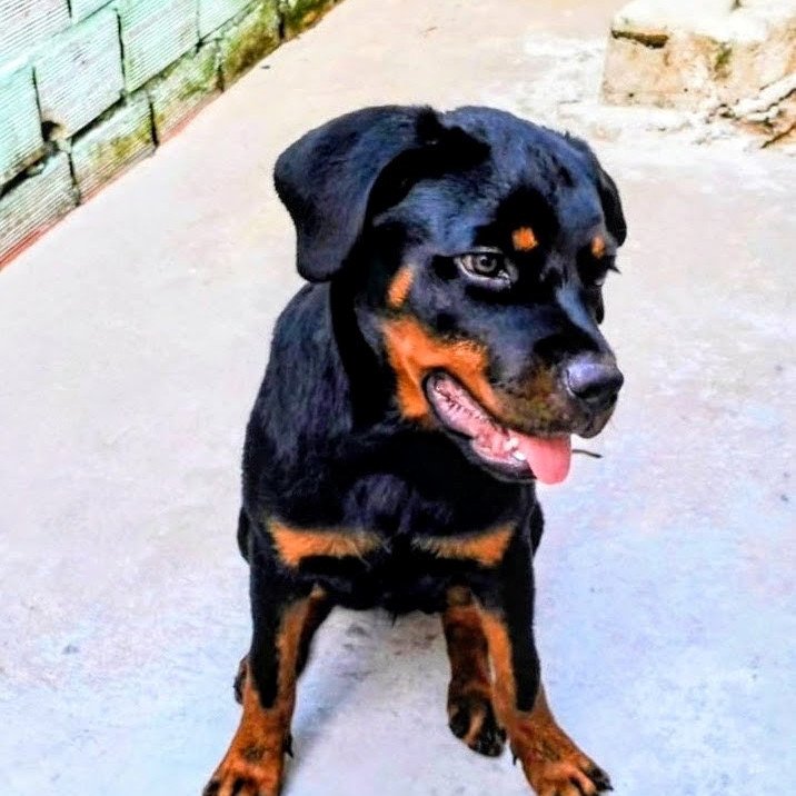 Filhote de rottweiler - Foto 1