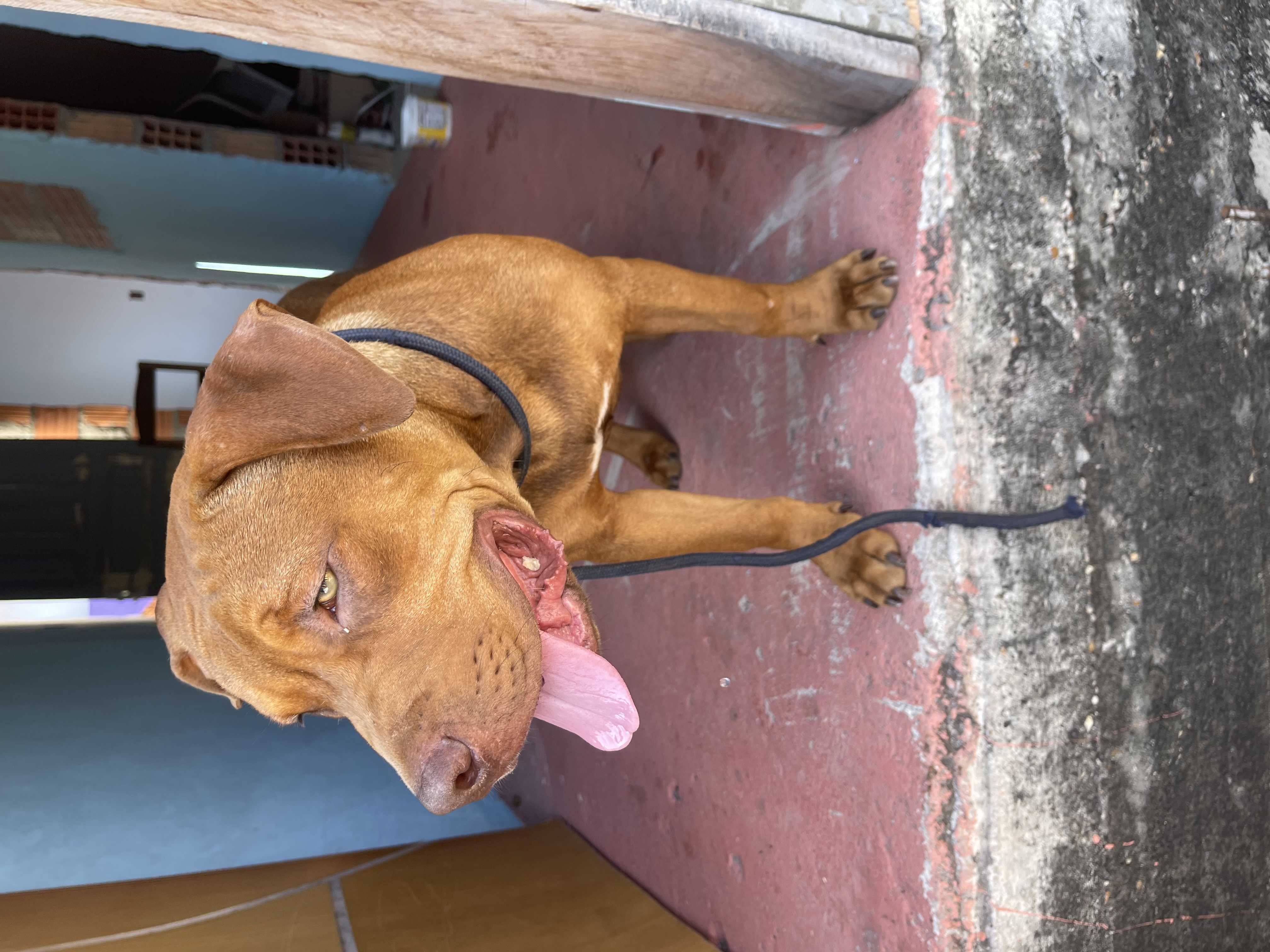 Pitbull - Foto 1