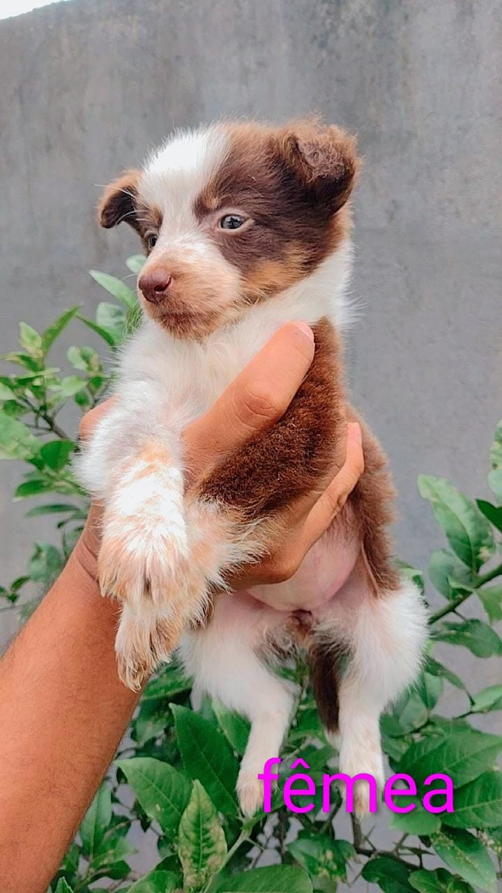 Border Collie - Foto 2