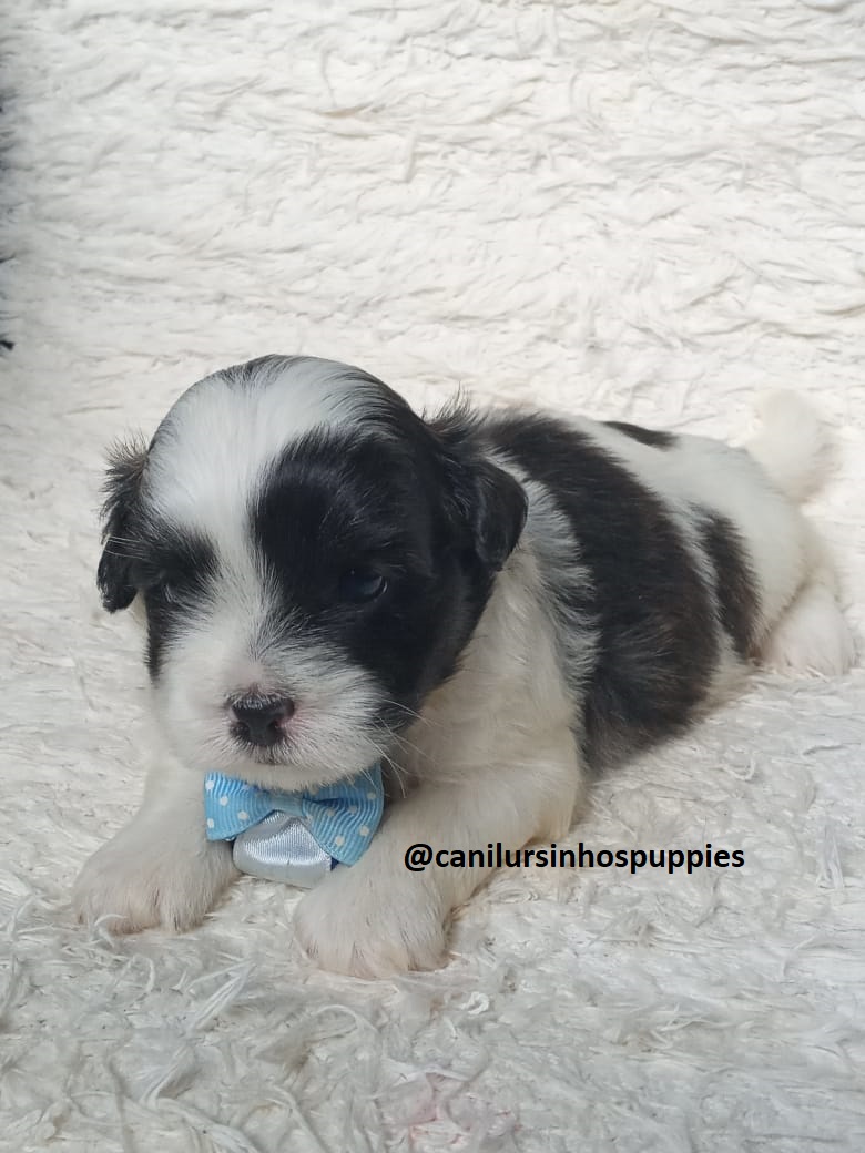 Lhasa Apso - Foto 2