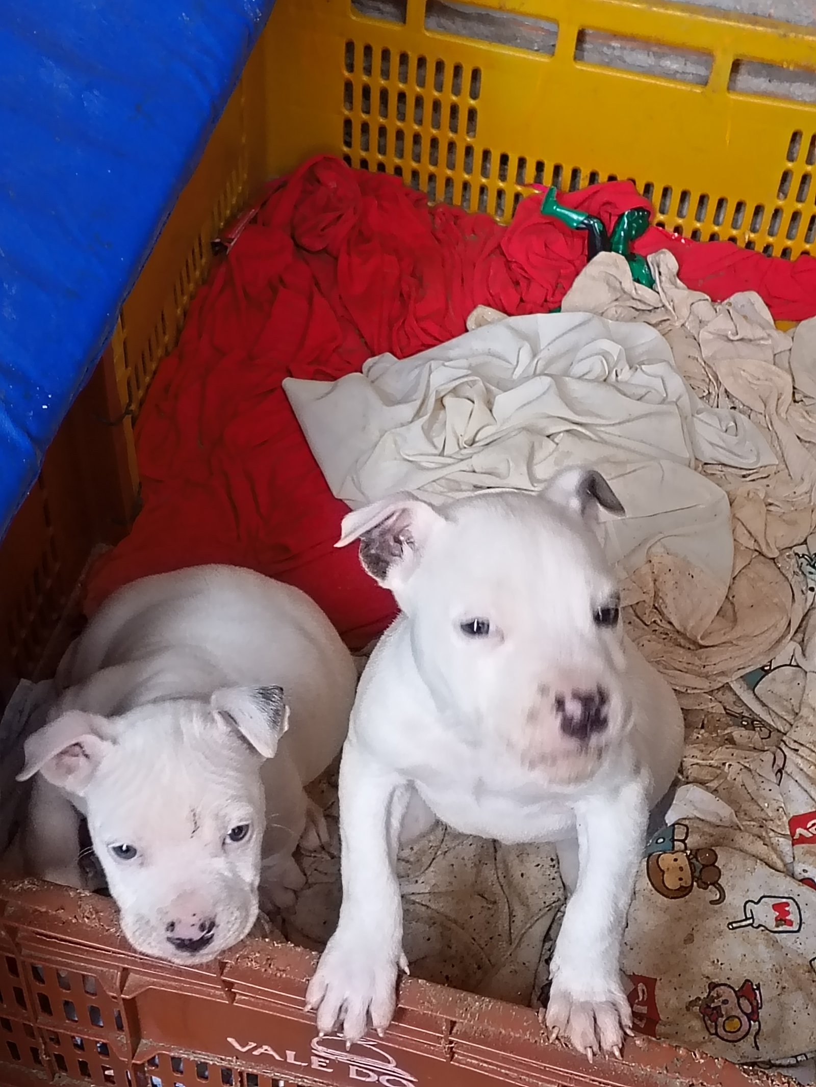 Vendo Pitbull  - Foto 3