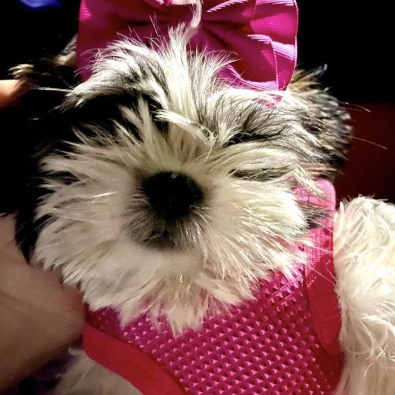 Lindas filhotes de shih tzu mini - Foto 2