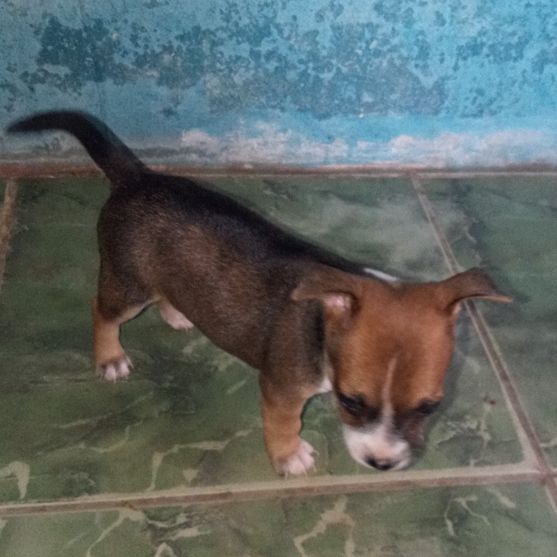 Filhotes de fox paulistinha com pinscher 3 - Foto 1