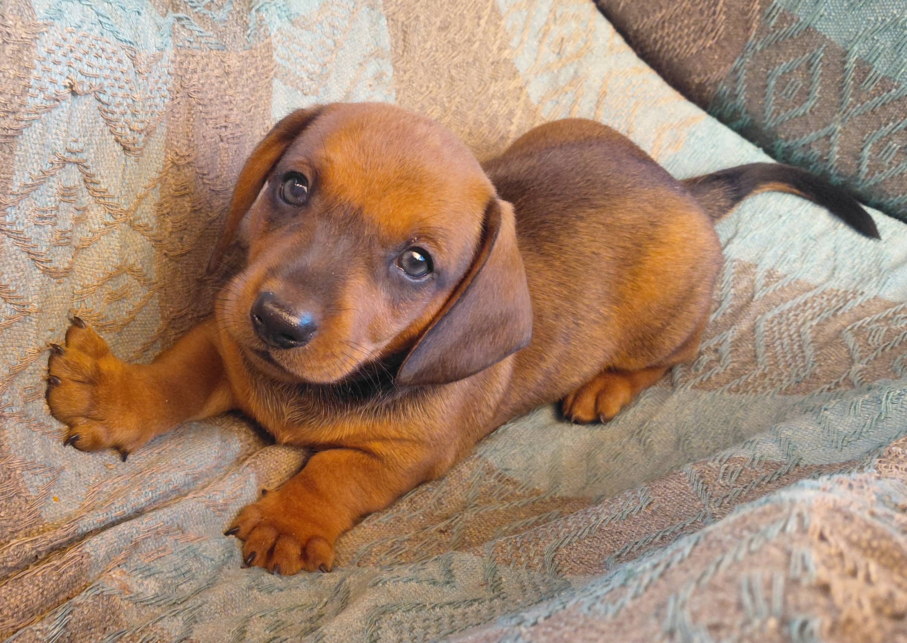 Lindo Filhote de Dachshund(Basset) o famoso salsichinha  - Foto 1
