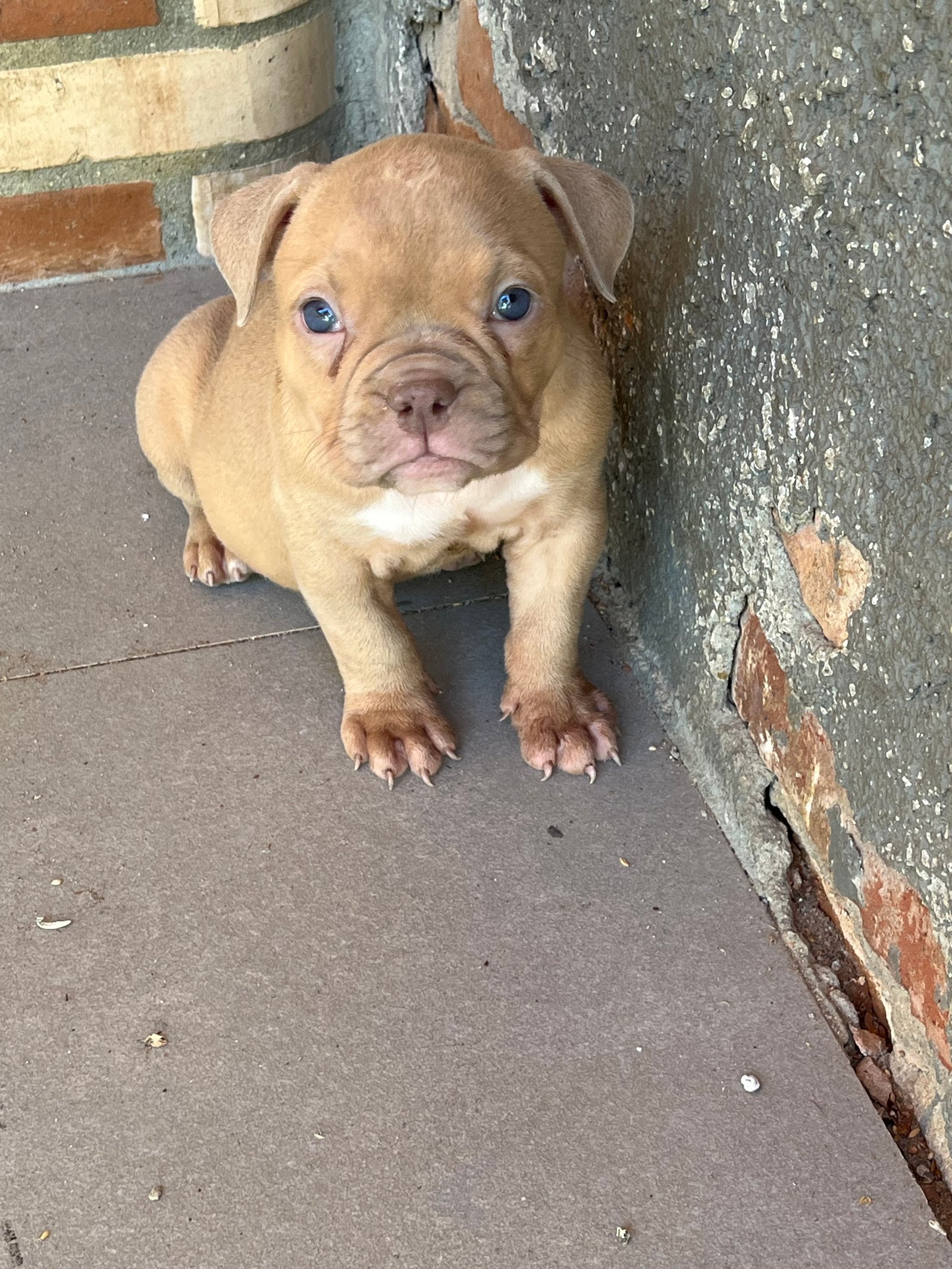 American bully - Foto 1