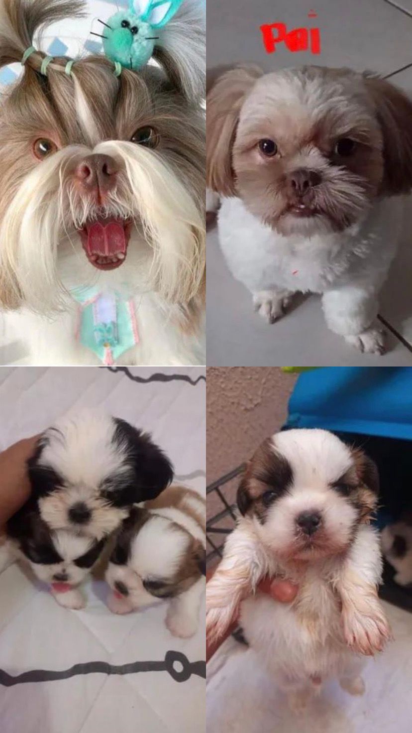 Shih Tzu - Foto 1