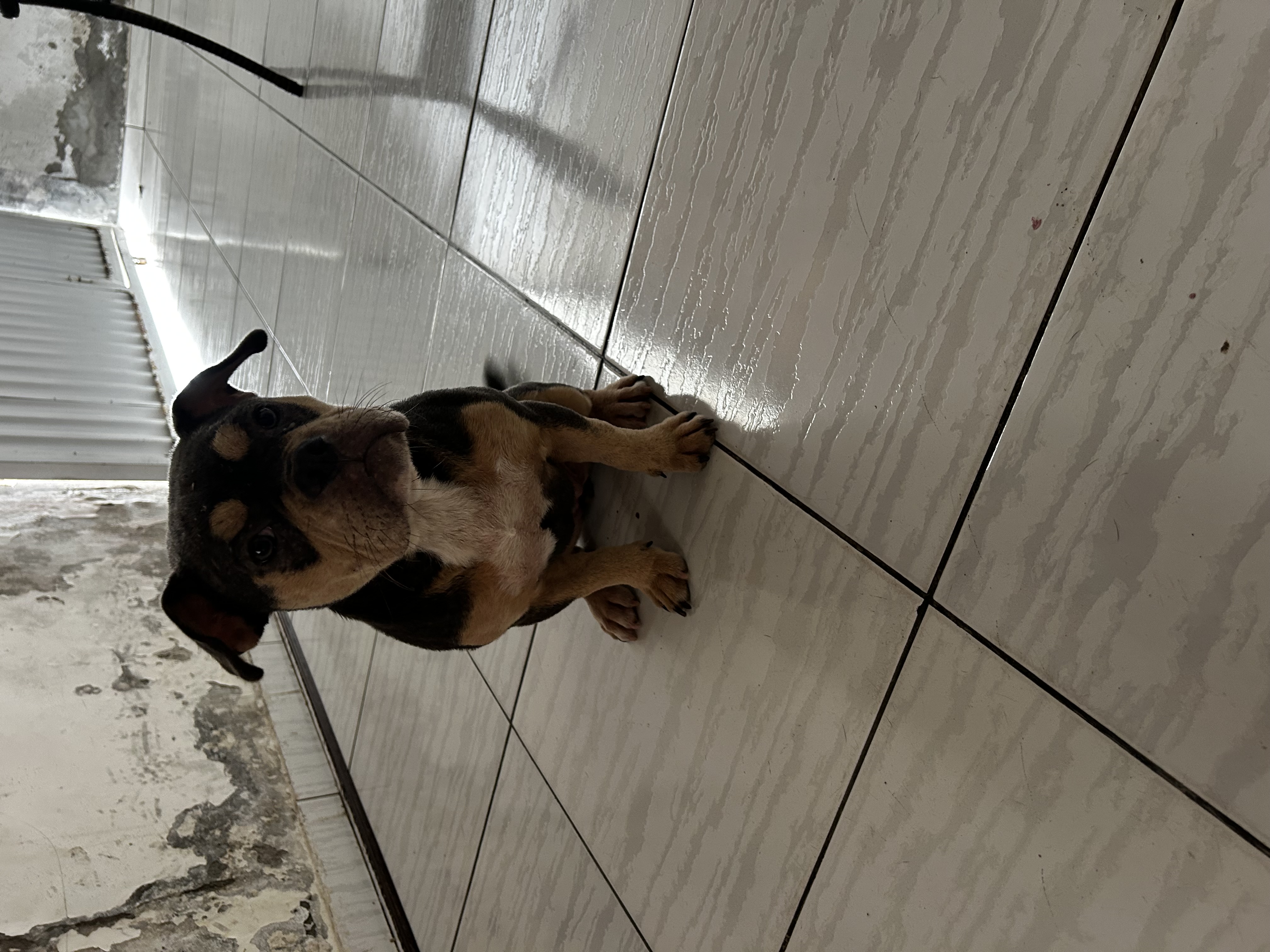 VENDO AMERICAN BULLY - Foto 4