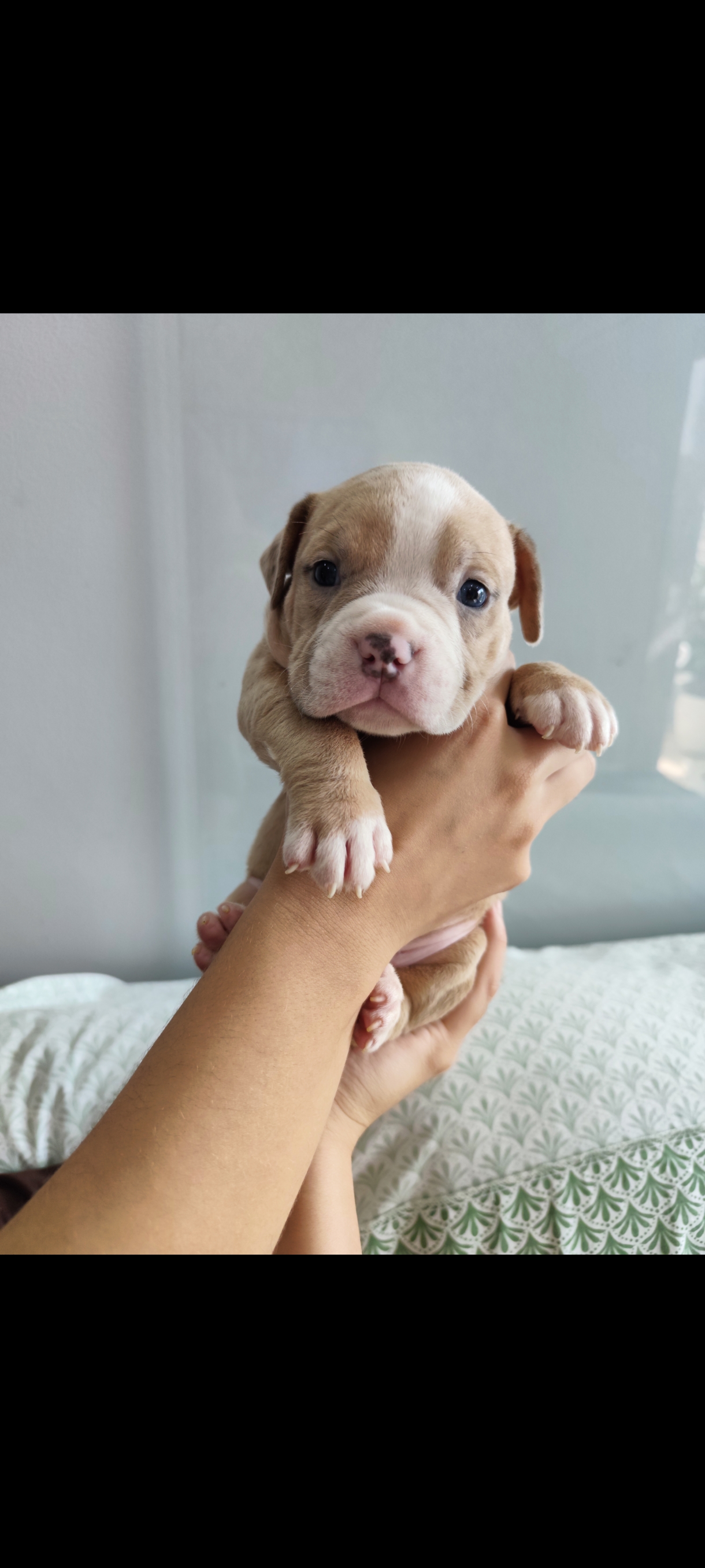 American Bully - Foto 1