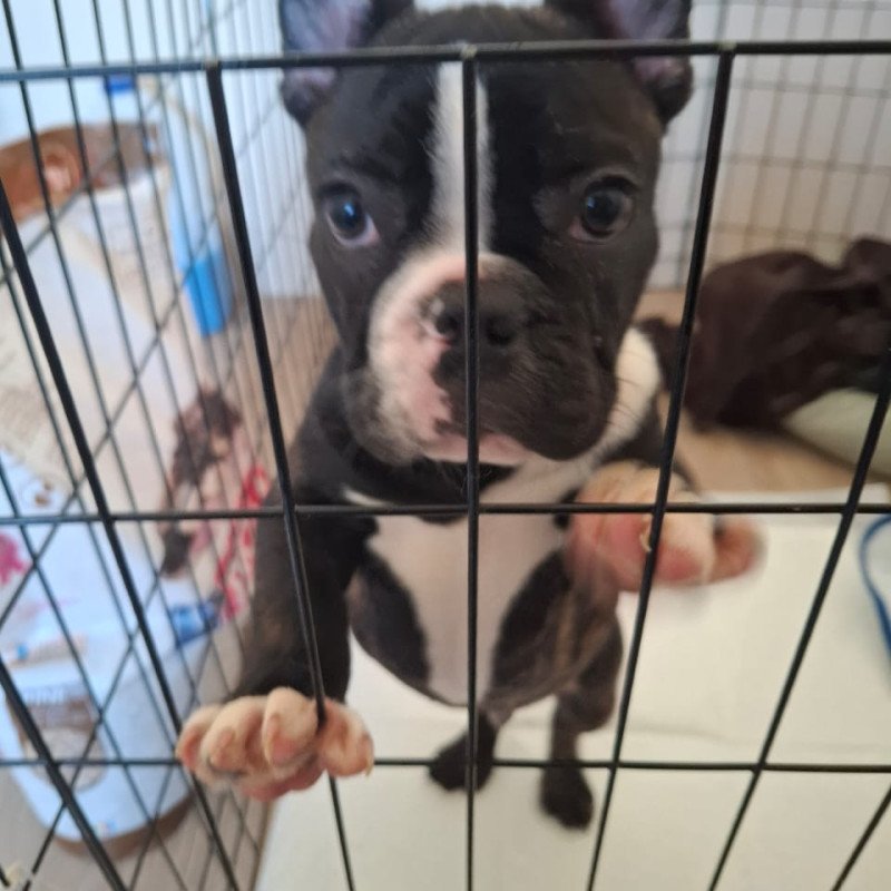 Filhote bulldog frances macho - Foto 3