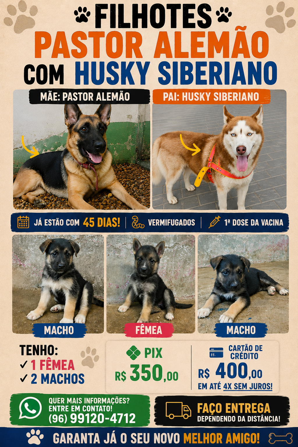Filhote de Pastor Alemão com Husky Siberiano  - Foto 1