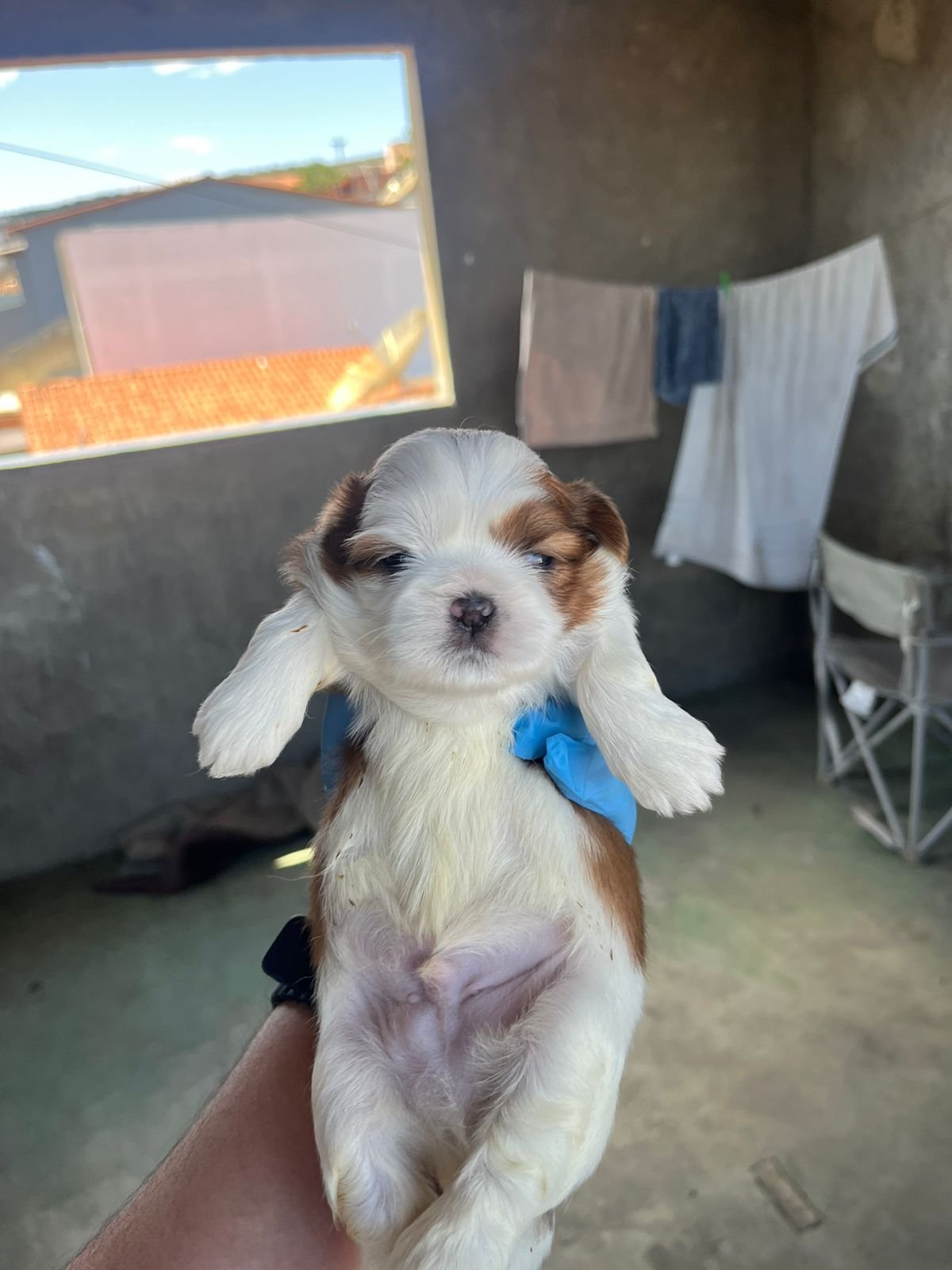 Vendo filhotes de Shih Tzu - Foto 2