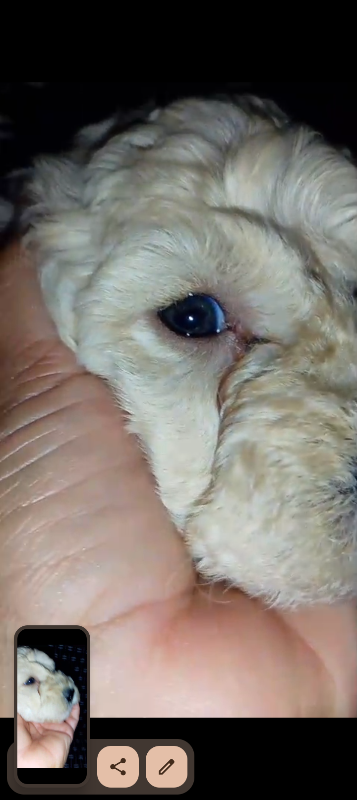 Filhote de Poodle - Foto 5