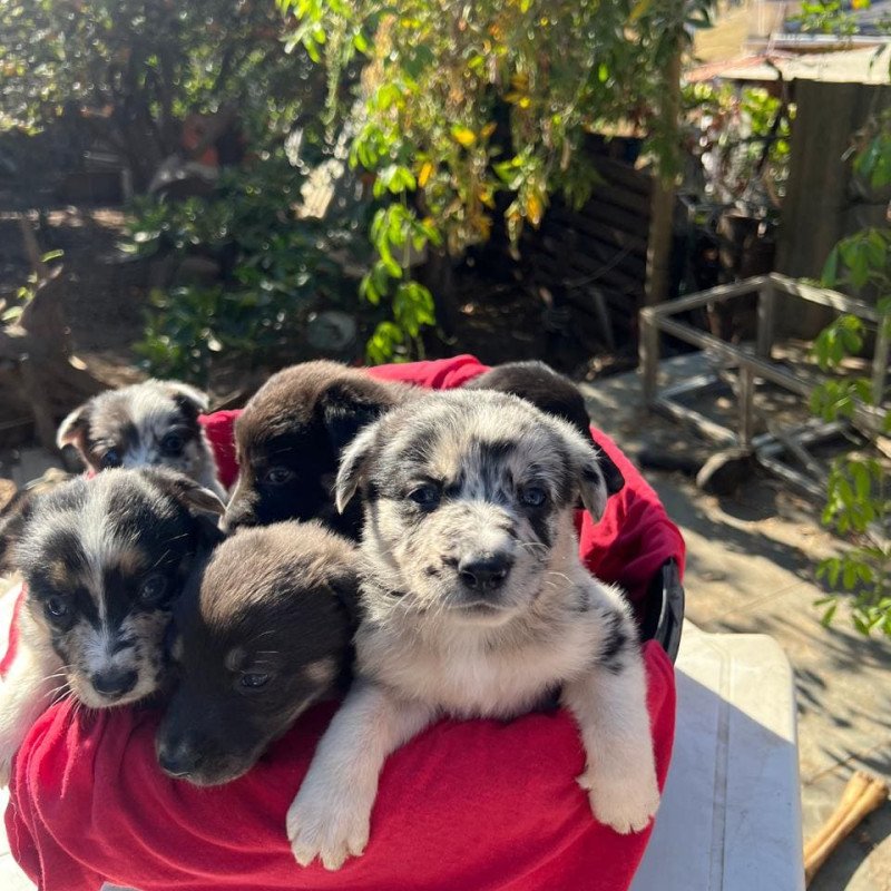 Vendo lindos filhotes de Border Collie - Foto 1