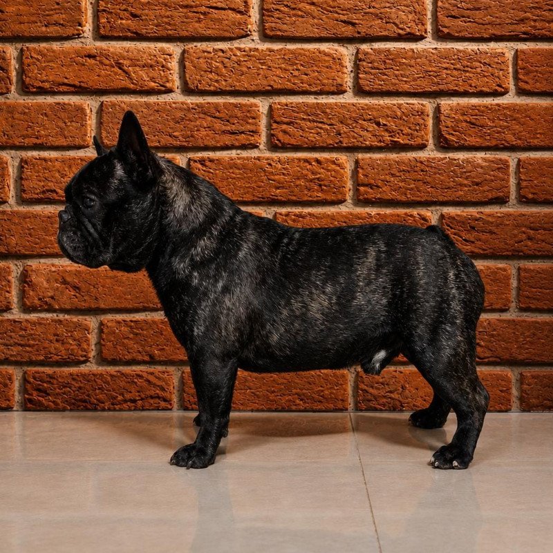 Lindos filhotes de Buldogue Francês - Foto 4