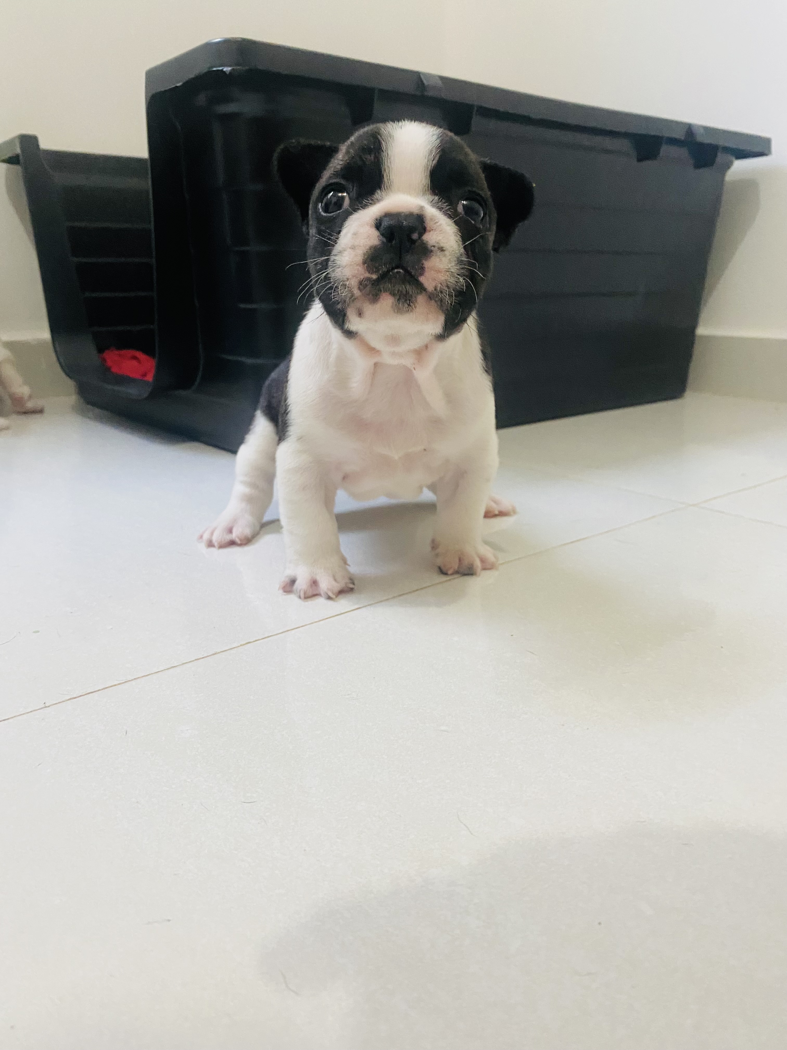 Buldogue Francês - Foto 2
