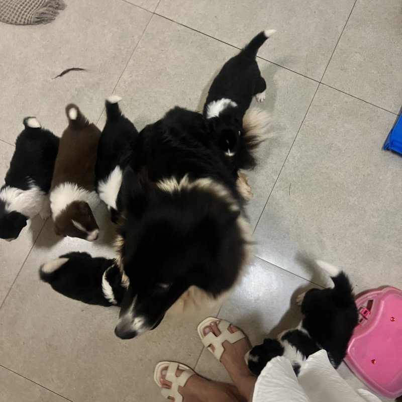 Lindos filhotes de Border Collie. 2500,00 cada - Foto 2