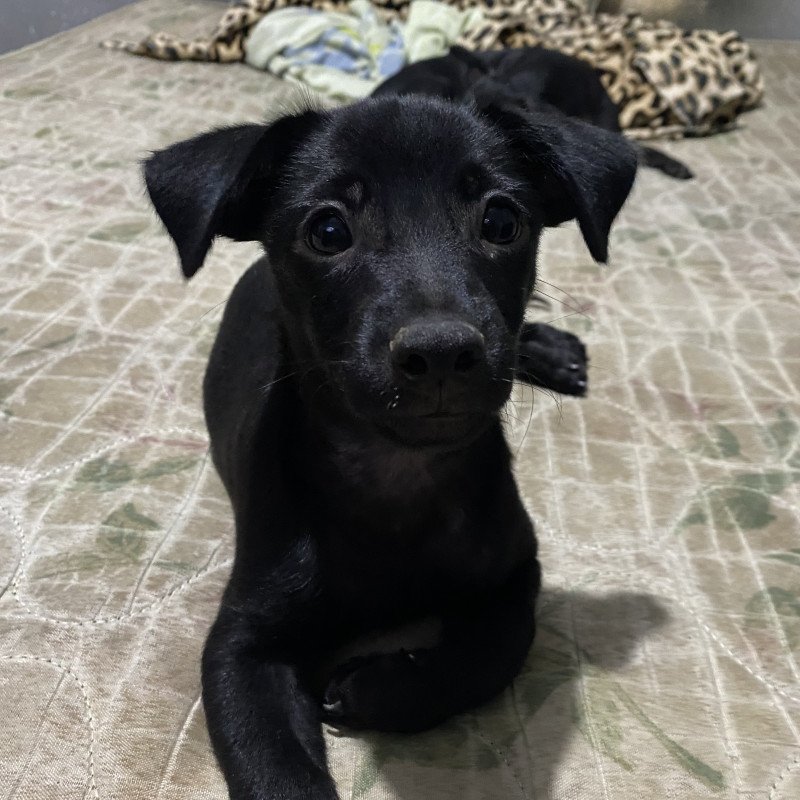 Vendo esse filhote de pinscher  mestiço - Foto 1