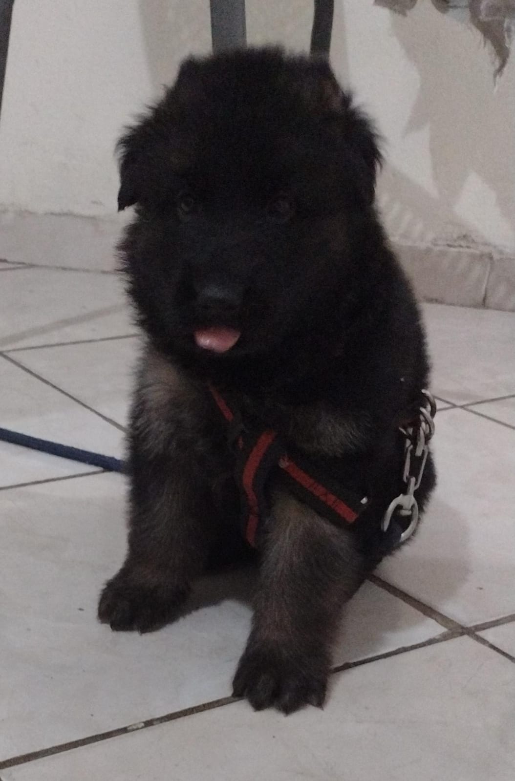 Pastor Alemão - Foto 2