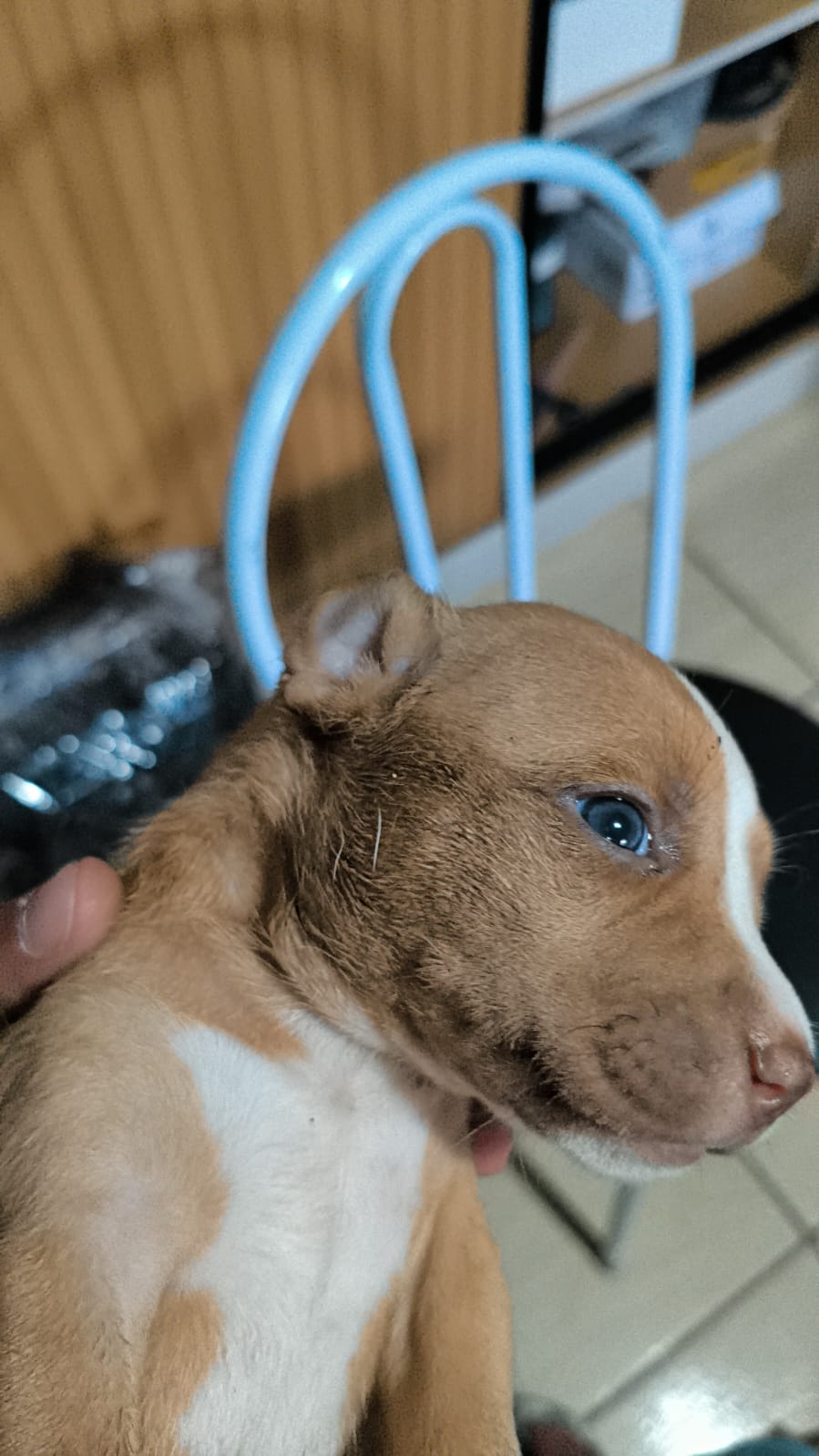 Vendo filhotes de Pitbull mão staffordshire e pai red nose  - Foto 1