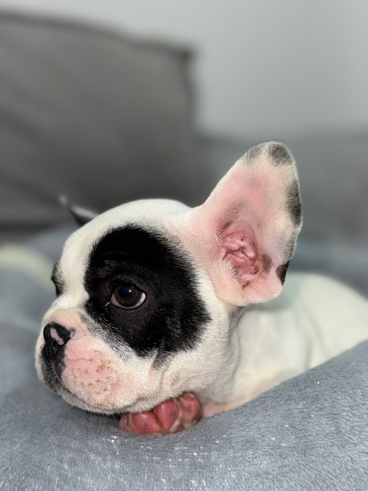 Buldogue Francês - Foto 2