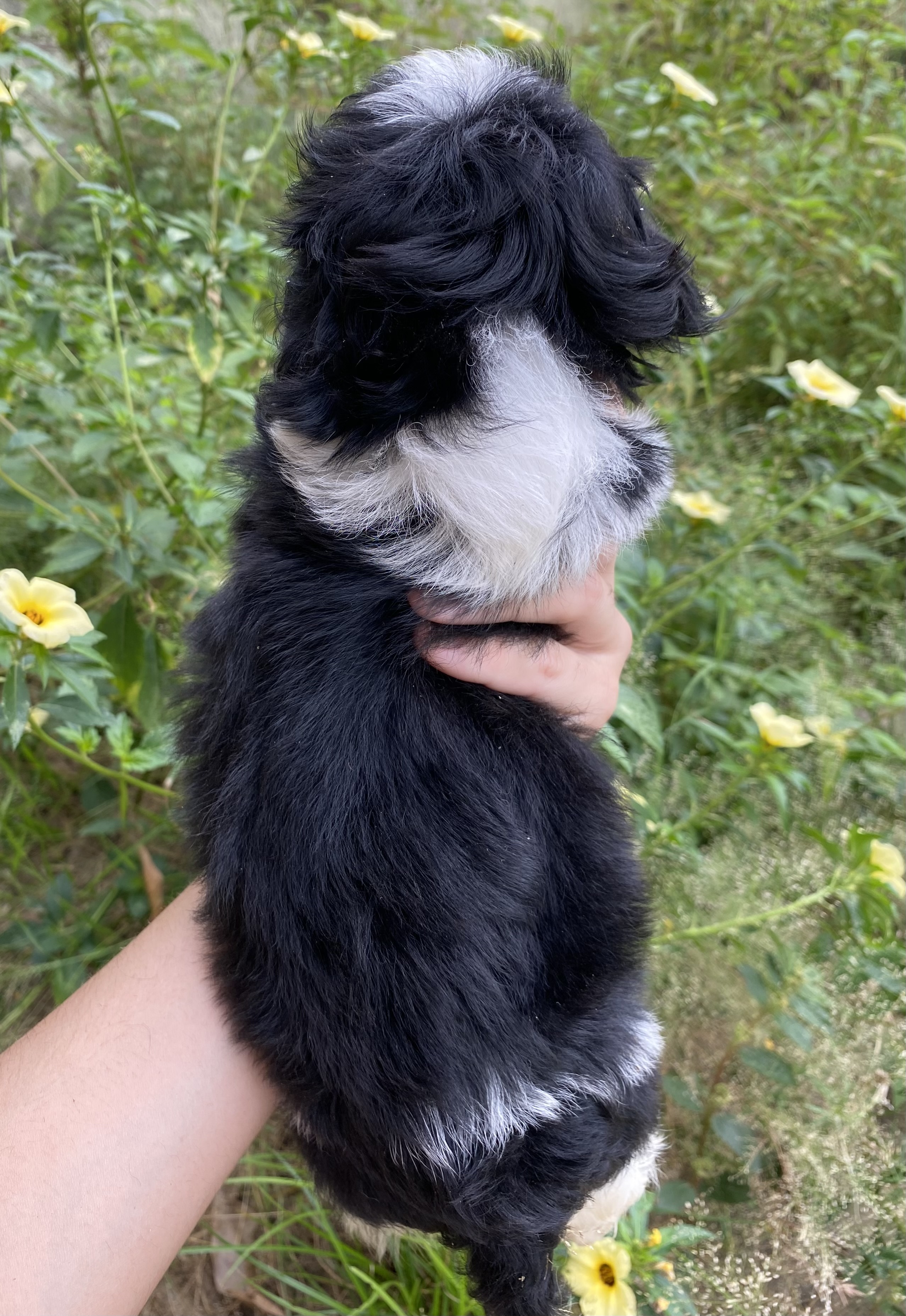 Shih tzu machinho  - Foto 3