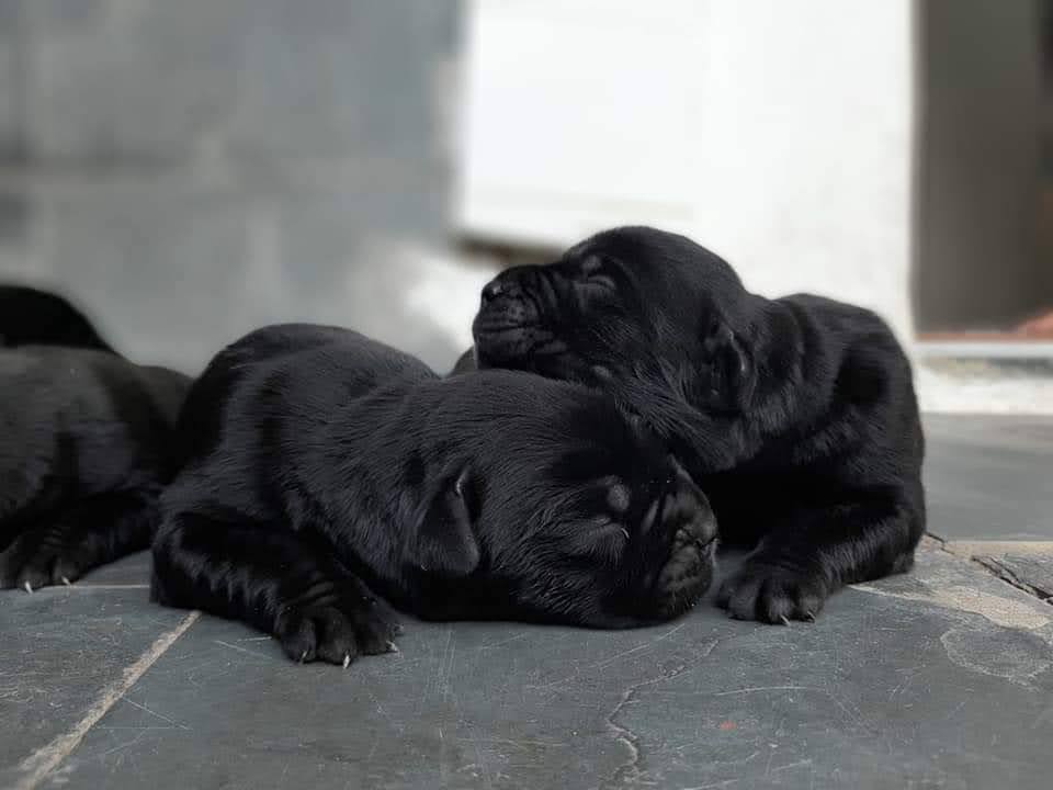 Filhotes de cane corso italiano  - Foto 1