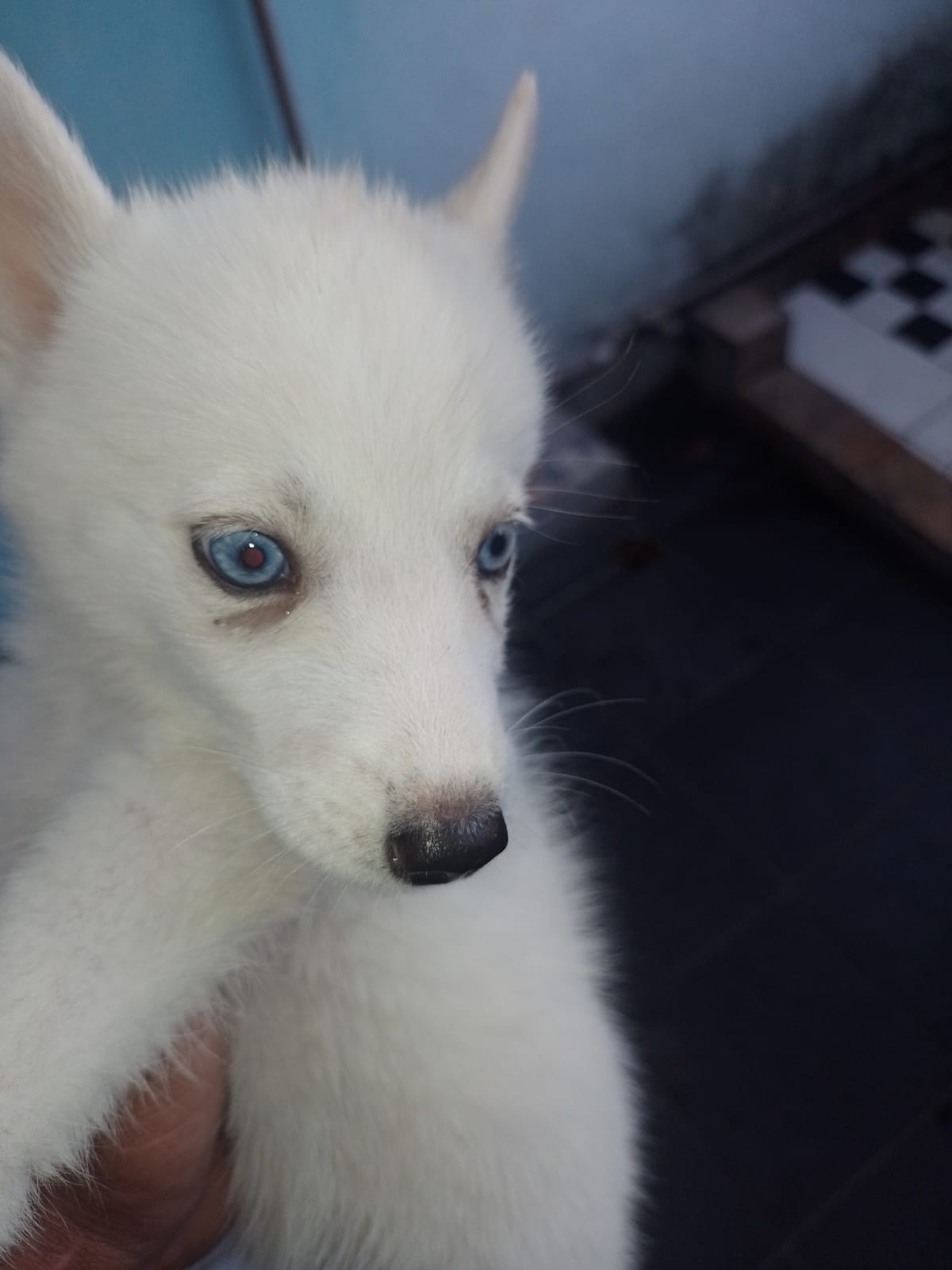 vendo filhotes de husky siberiano com dois meses duas brancas e um preto macho  - Foto 1