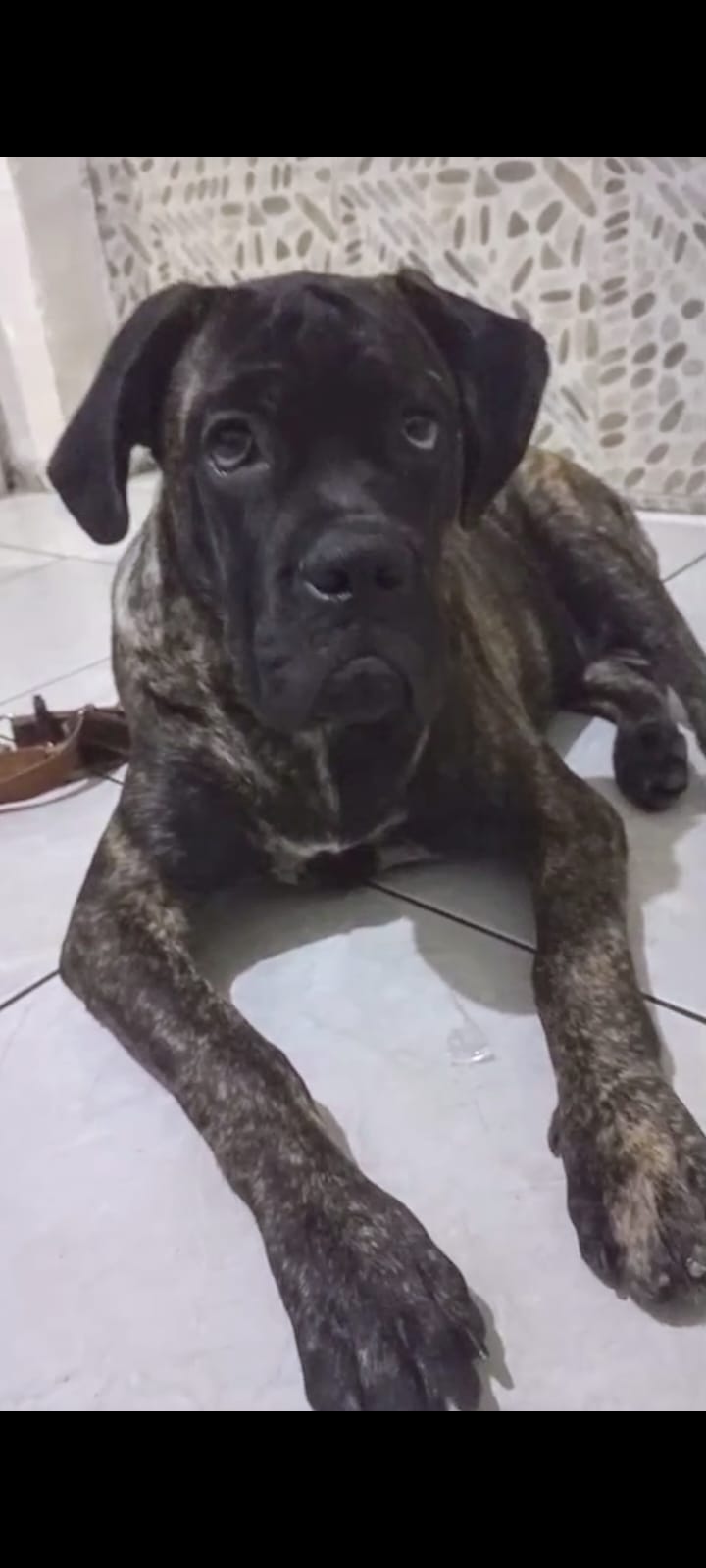 Venda de cachorro  - Foto 1