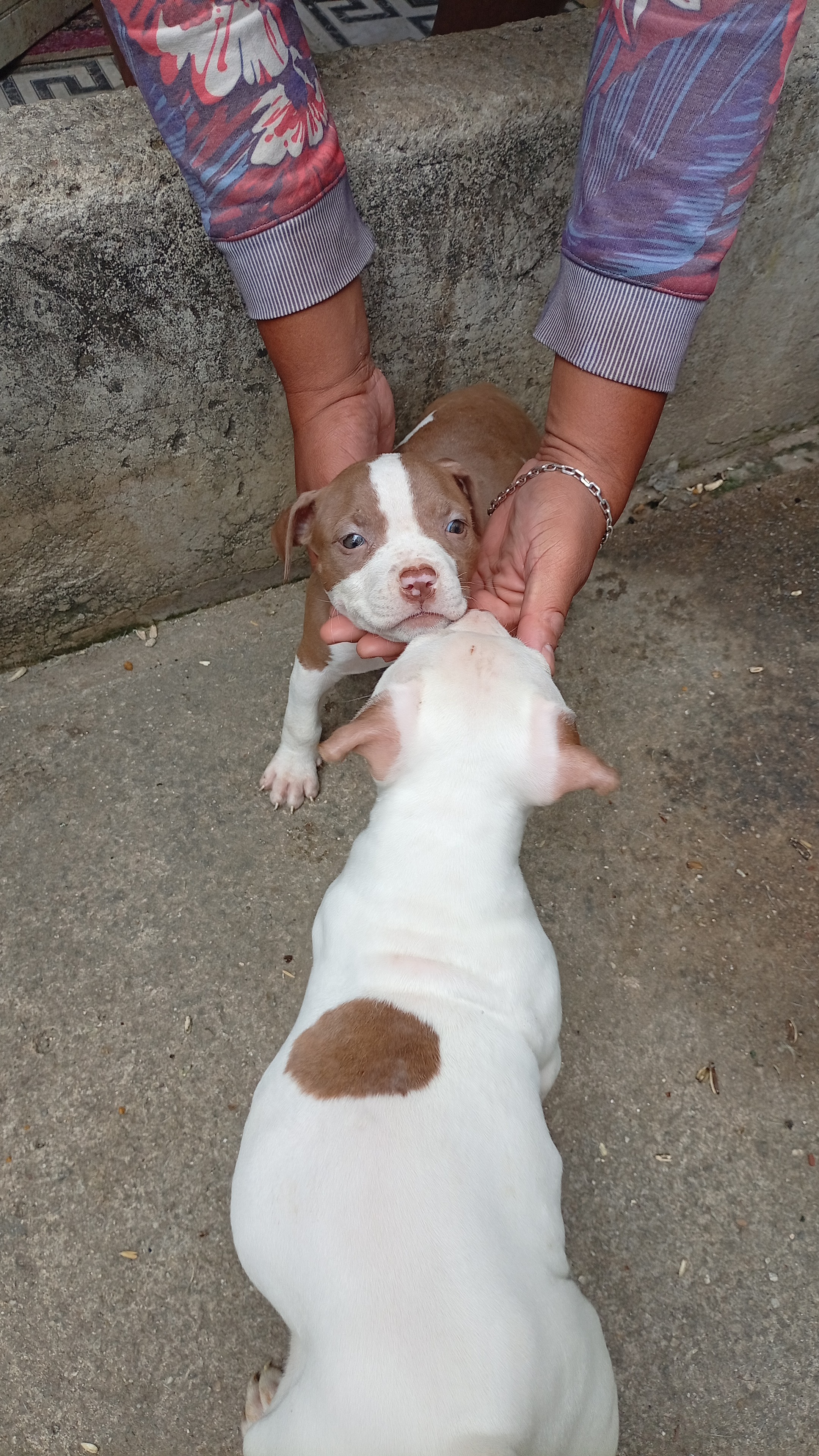 Pitbull - Foto 2