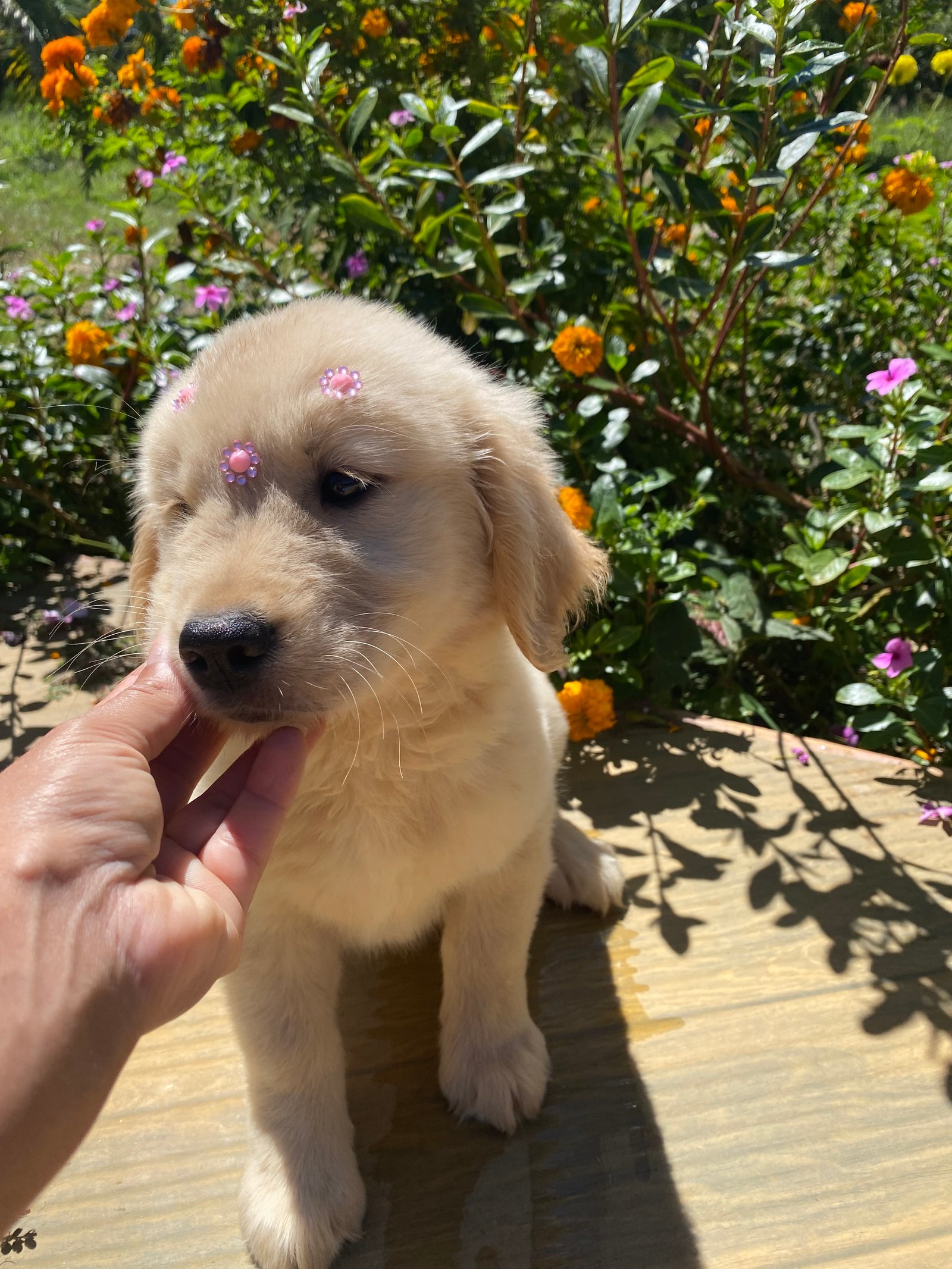 Golden retriver - Foto 1