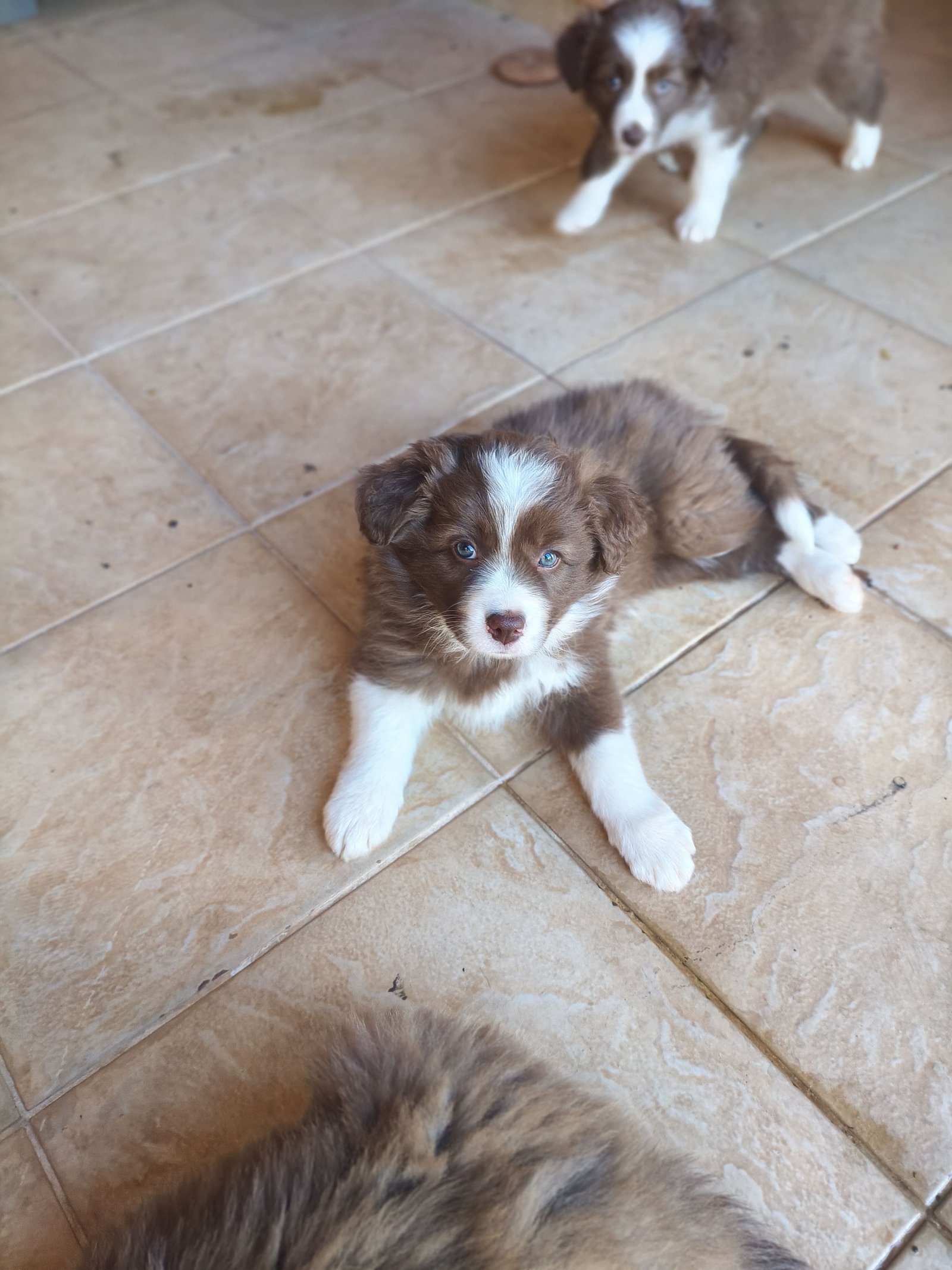 Filhotes Border Collie Red & White - Foto 3