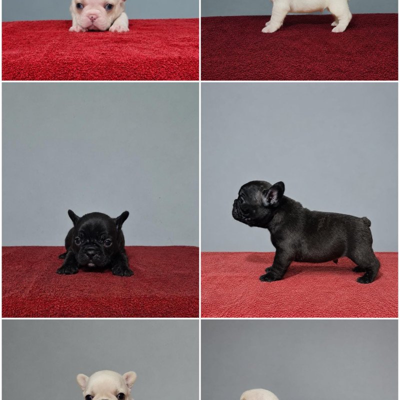 Lindos filhotes de Buldogue Francês - Foto 3