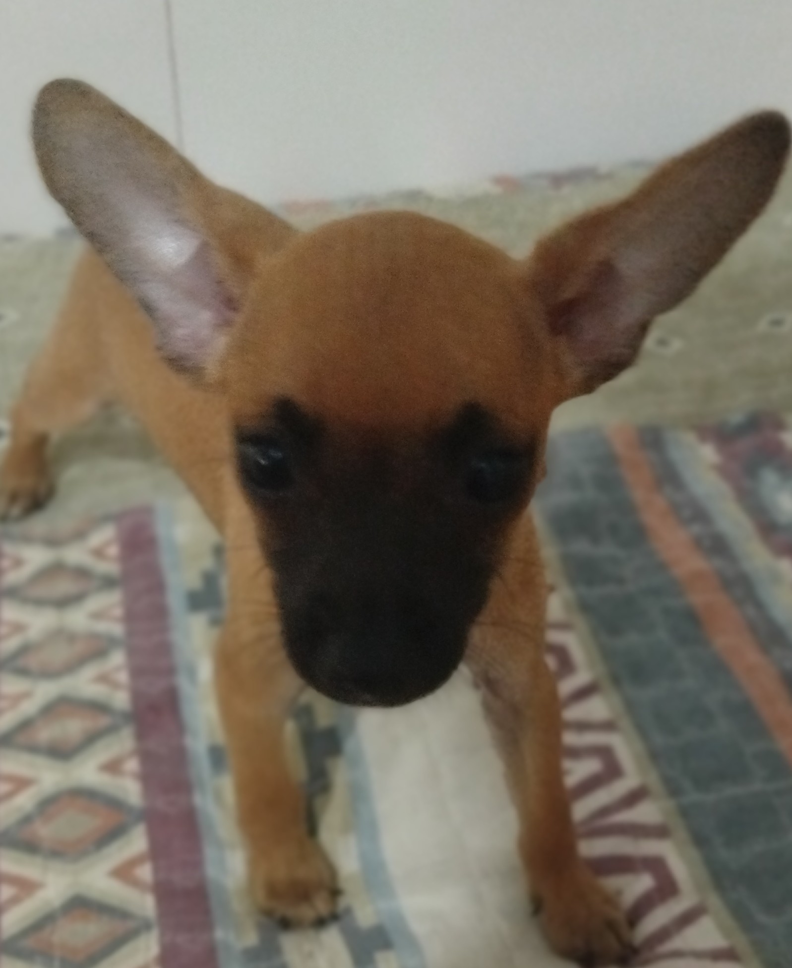 Pinscher número 1 - Foto 2