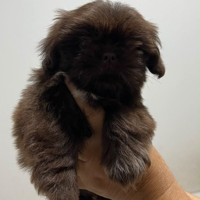 Shih Tzu Macho Chocolate - Foto 3