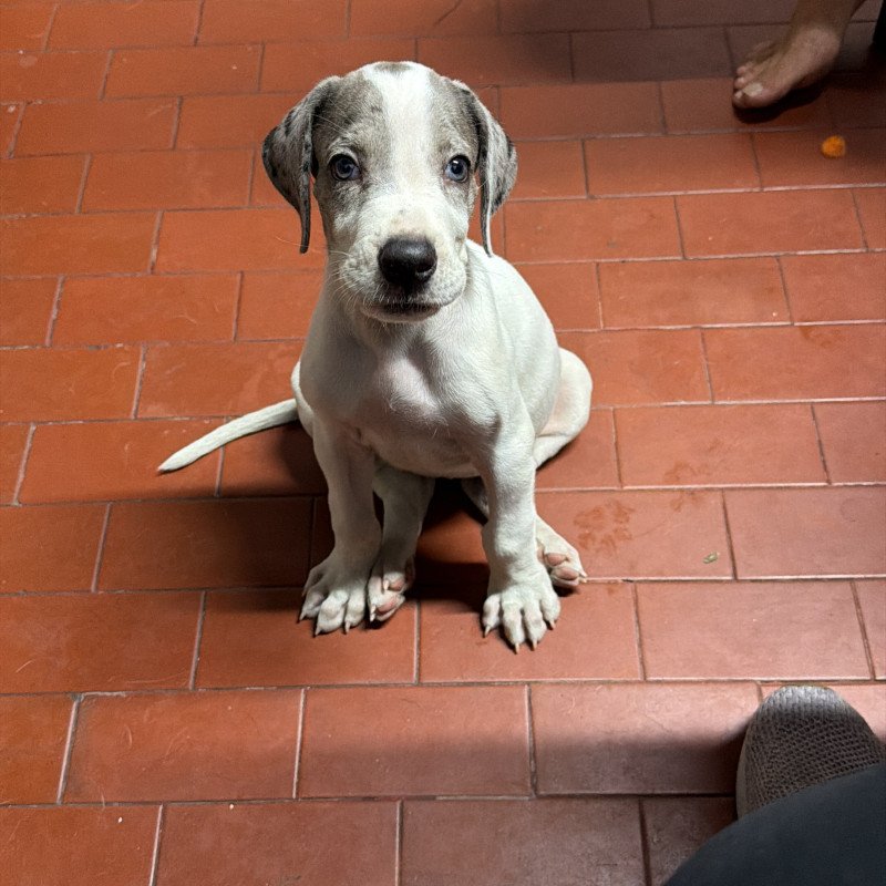 Filhote de Dog Alemão (45 dias) - Foto 2