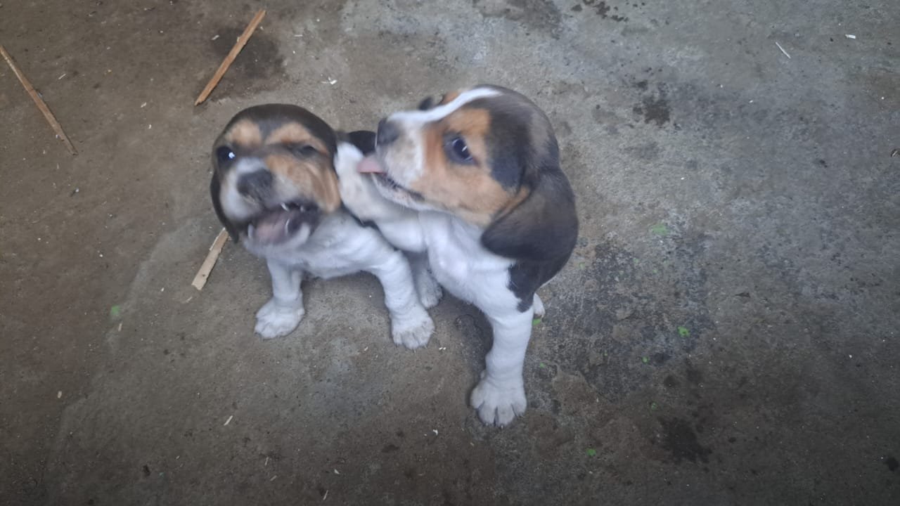 Beagle a venda - Foto 1