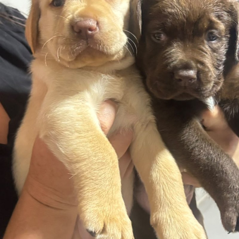 Lindos filhotes de Labrador raça 100% pura. - Foto 3