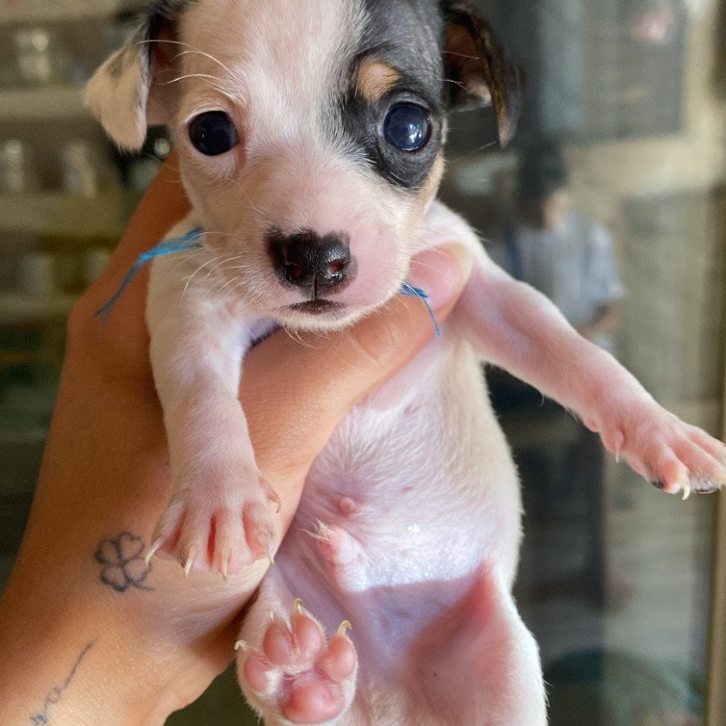 Filhote de Pinscher macho - Foto 1