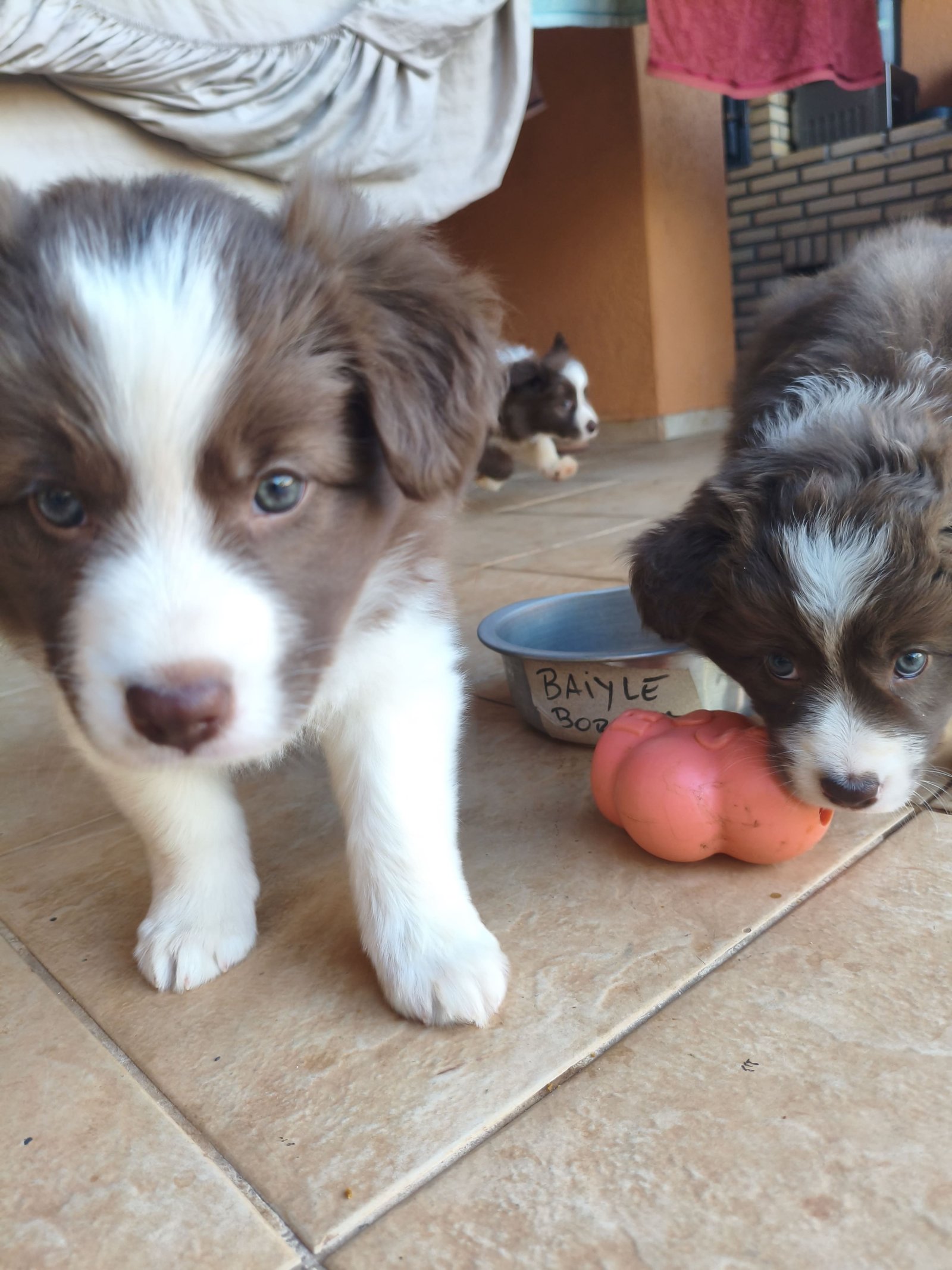 Filhotes Border Collie Red & White - Foto 4
