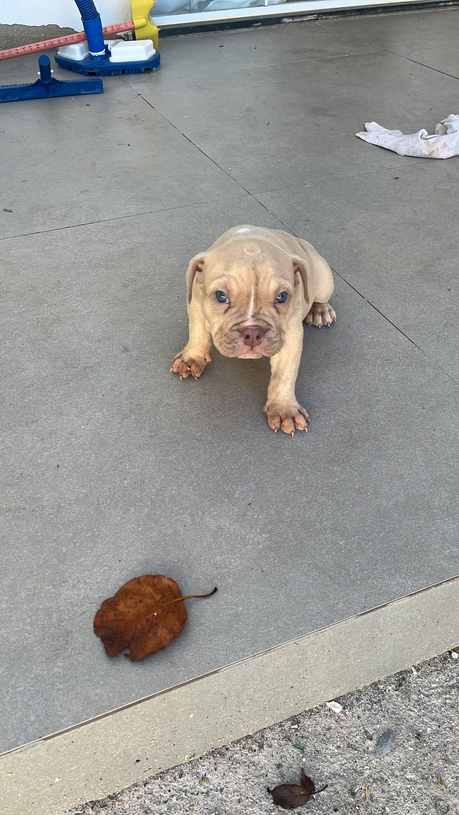 American bully - Foto 4