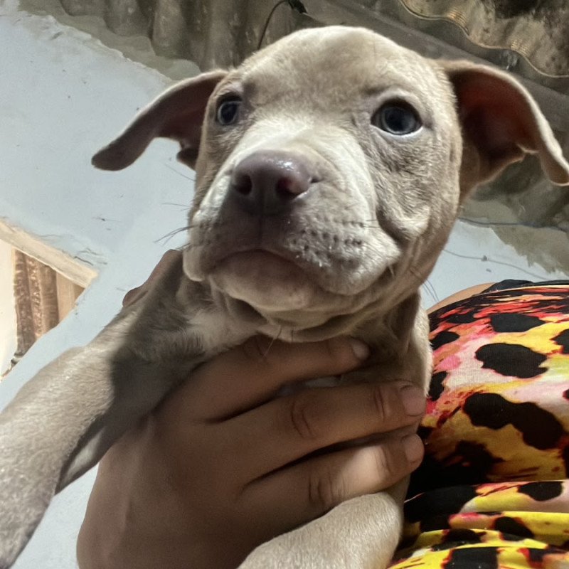Filhote pitbull, Venda Rapida - Foto 5