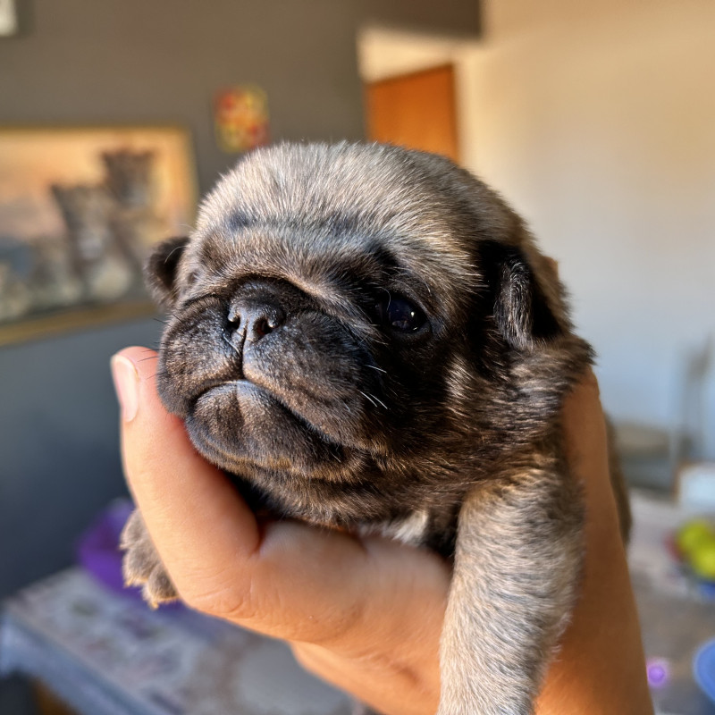 Filhotes de pug - Foto 3